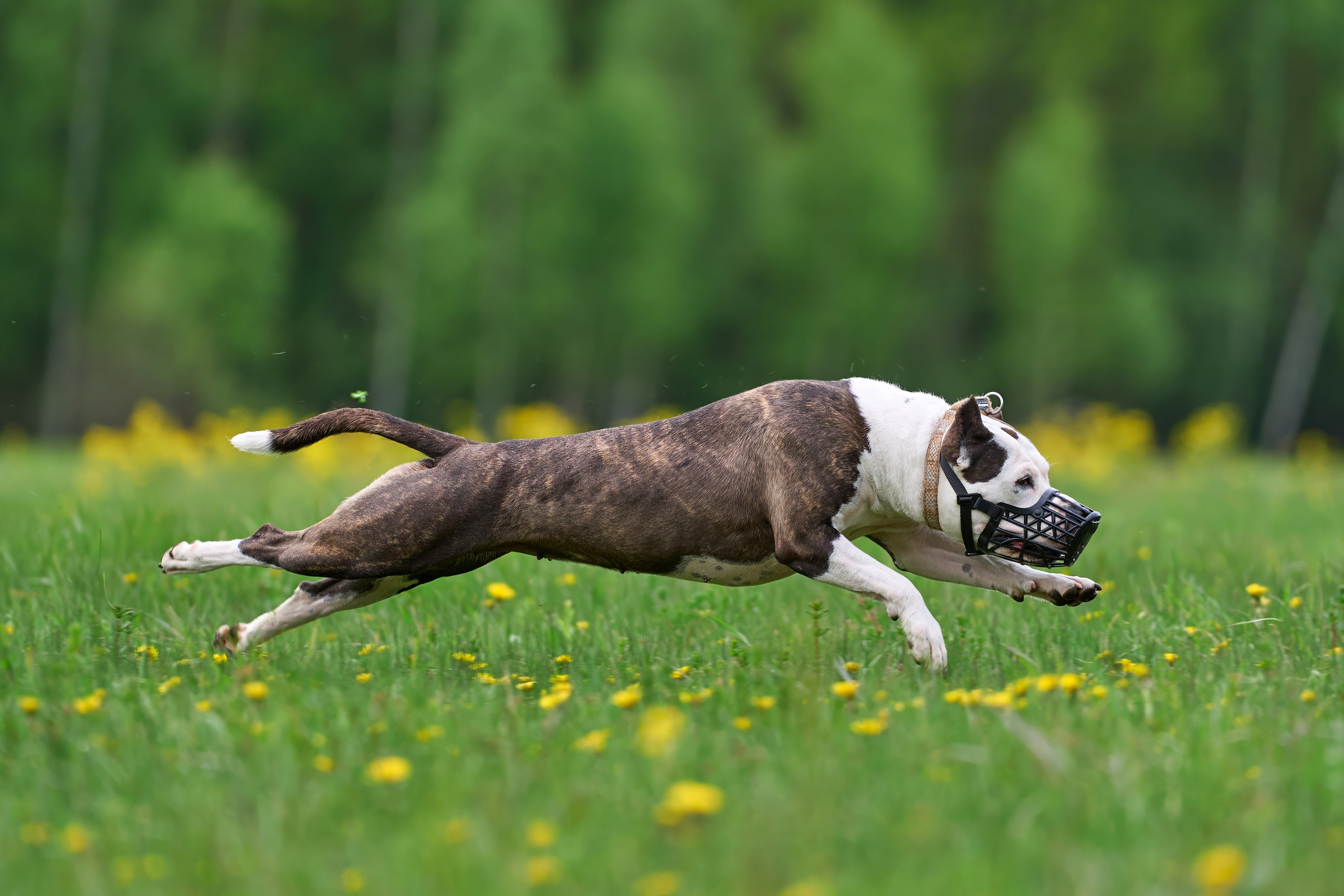 Тренировка по курсингу Донино. Фотограф-анималист Михаил Манухин