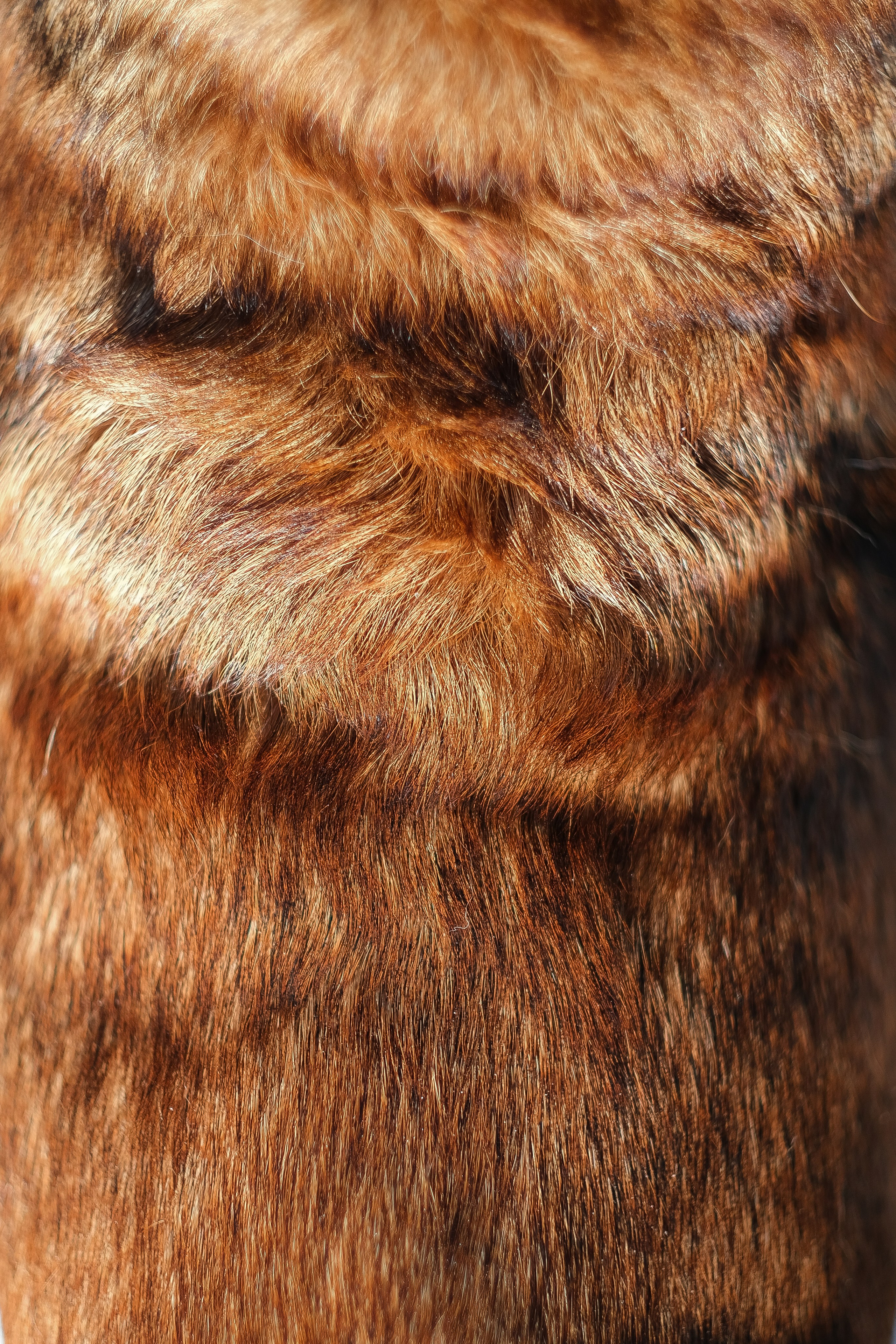 Женя, Афра и Молли. Фотограф и видеограф анималист Аганина Дарья