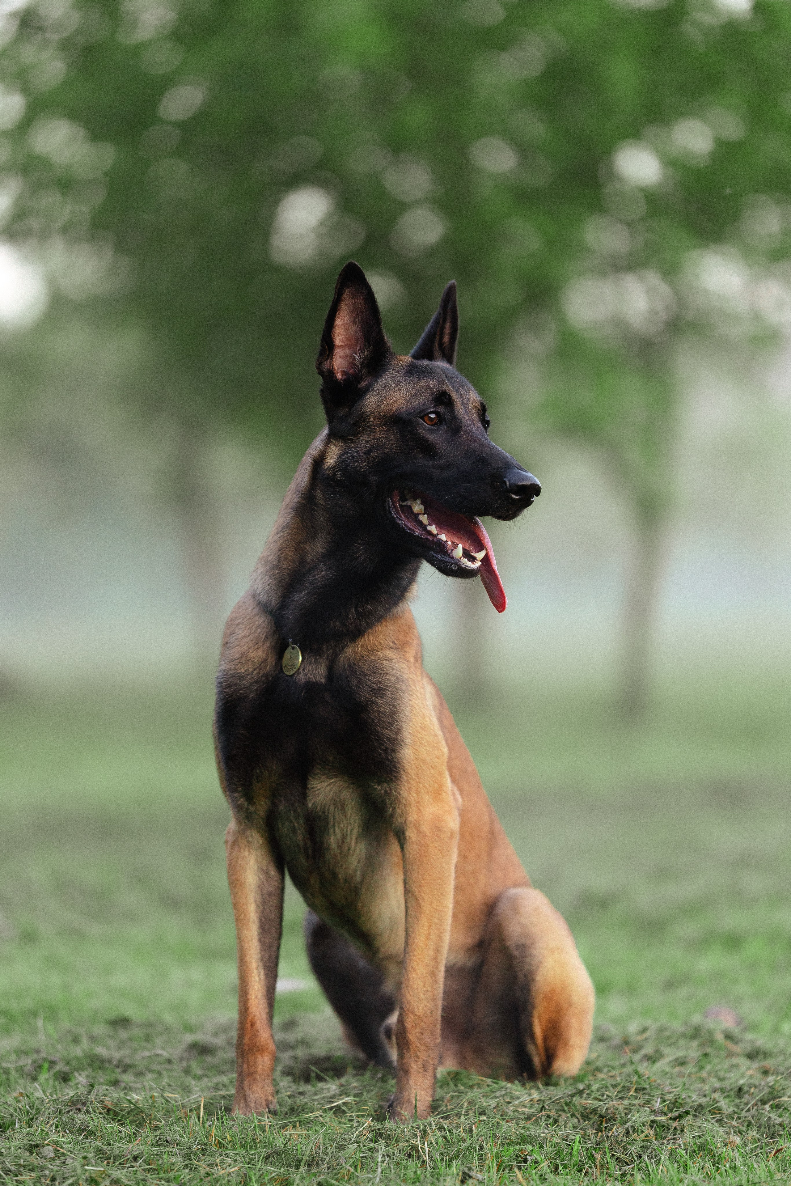 Галина и Кодекс. Фотограф и видеограф анималист Аганина Дарья