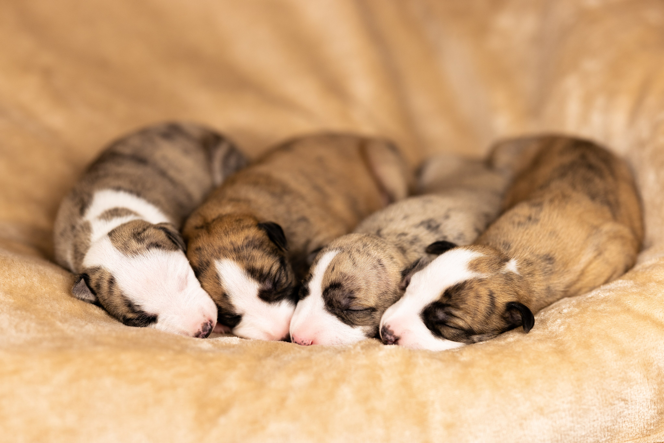 Уиппет. Фотограф и видеограф анималист Аганина Дарья