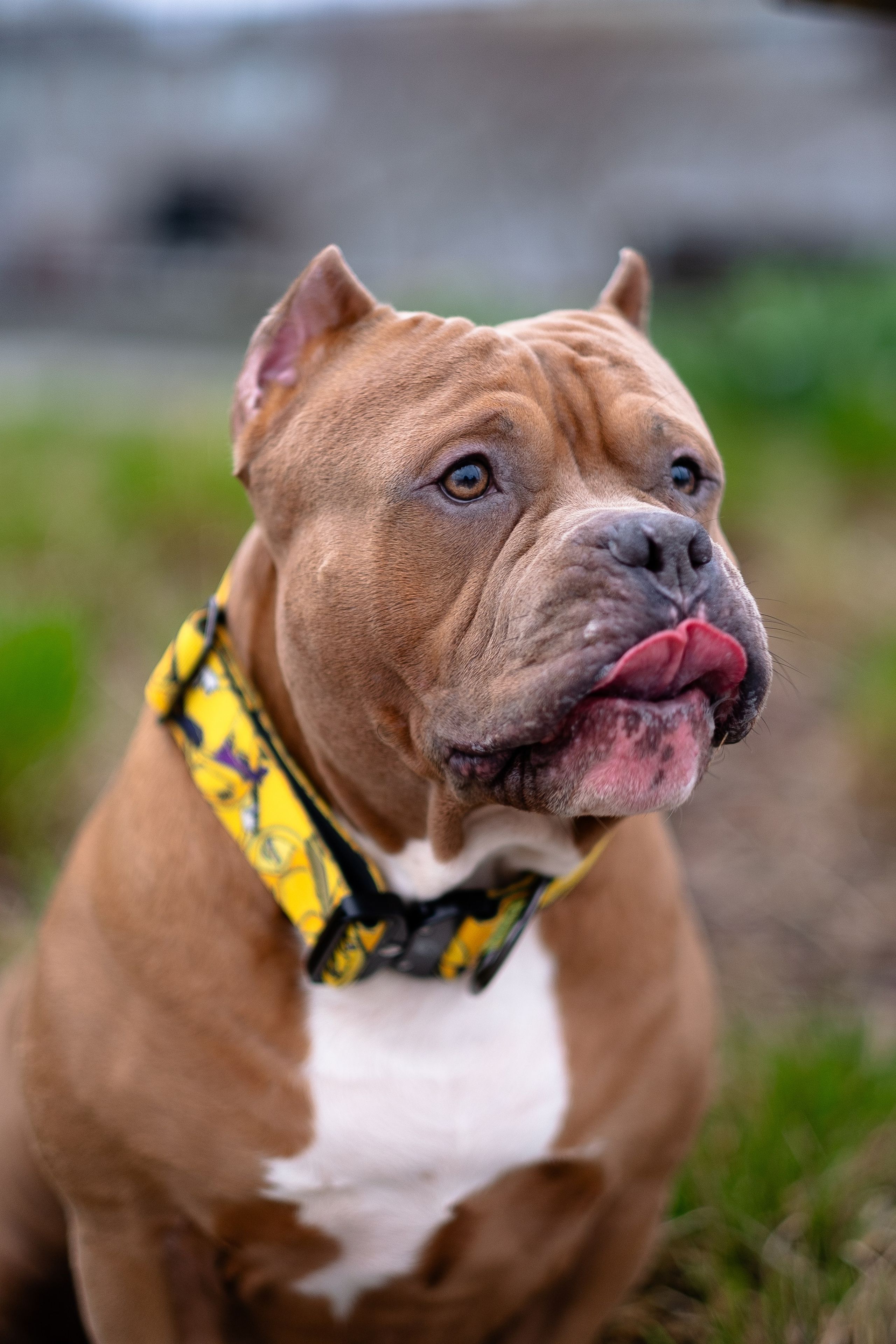 Спай и его семья. Фотограф и видеограф анималист Аганина Дарья