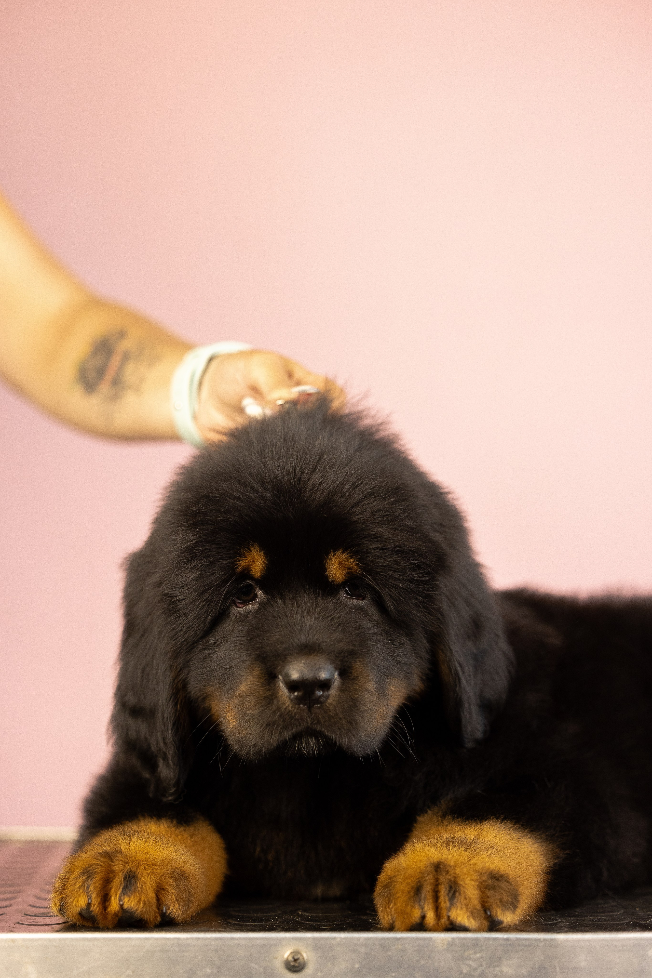 Тибетский мастиф. Фотограф и видеограф анималист Аганина Дарья