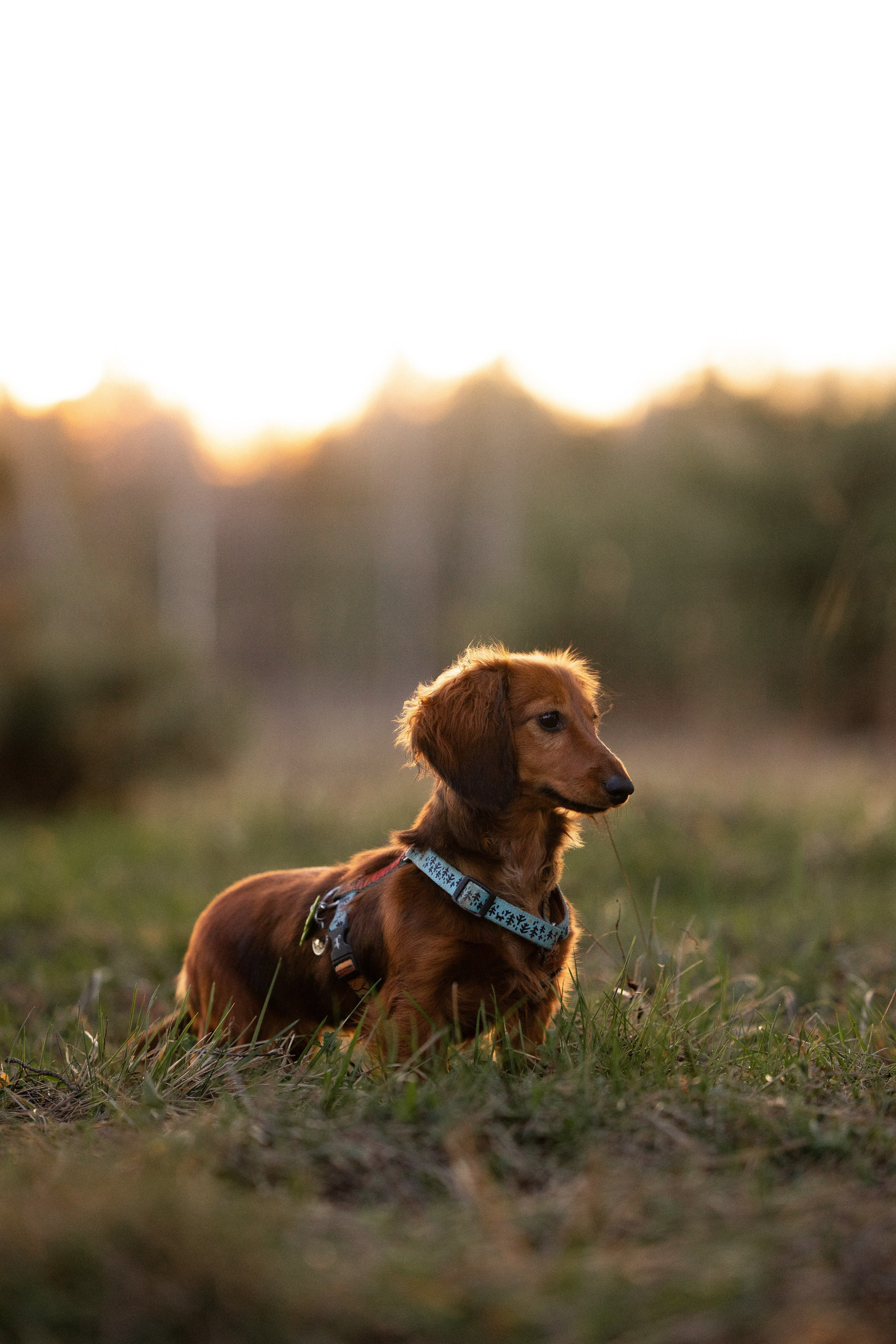 Разношерстная компания. Фотограф и видеограф анималист Аганина Дарья