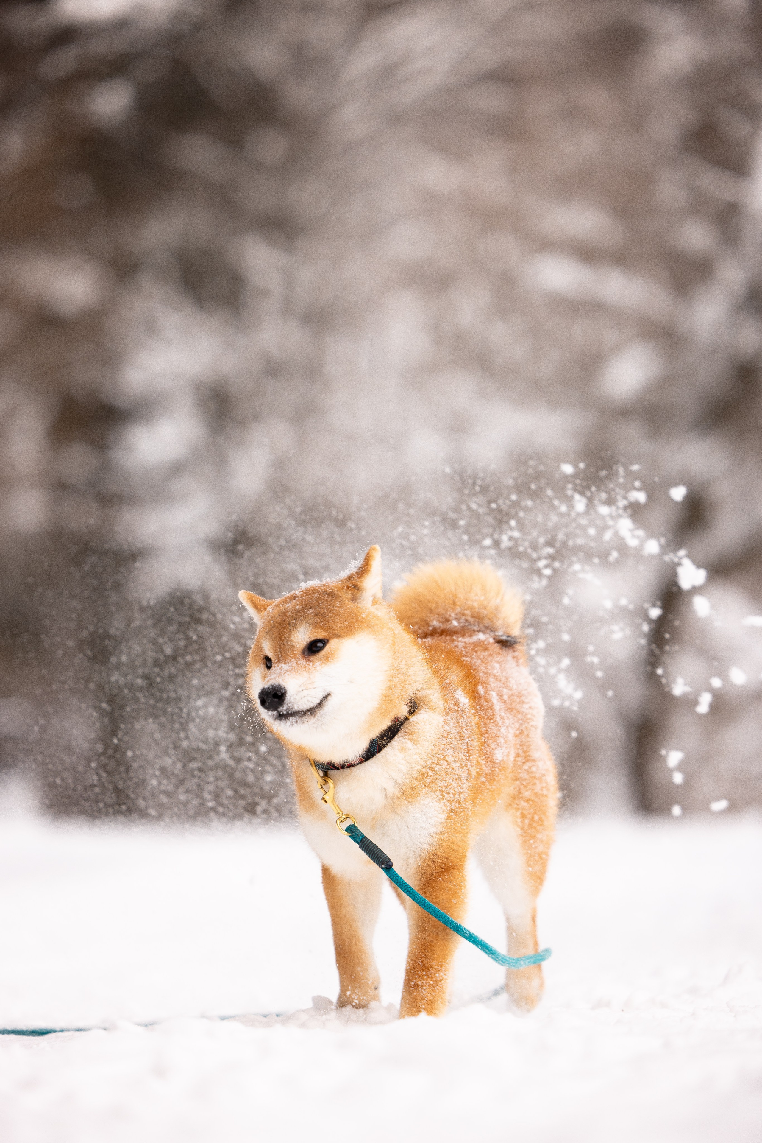 Юми, Серж и Тоши. Фотограф и видеограф анималист Аганина Дарья