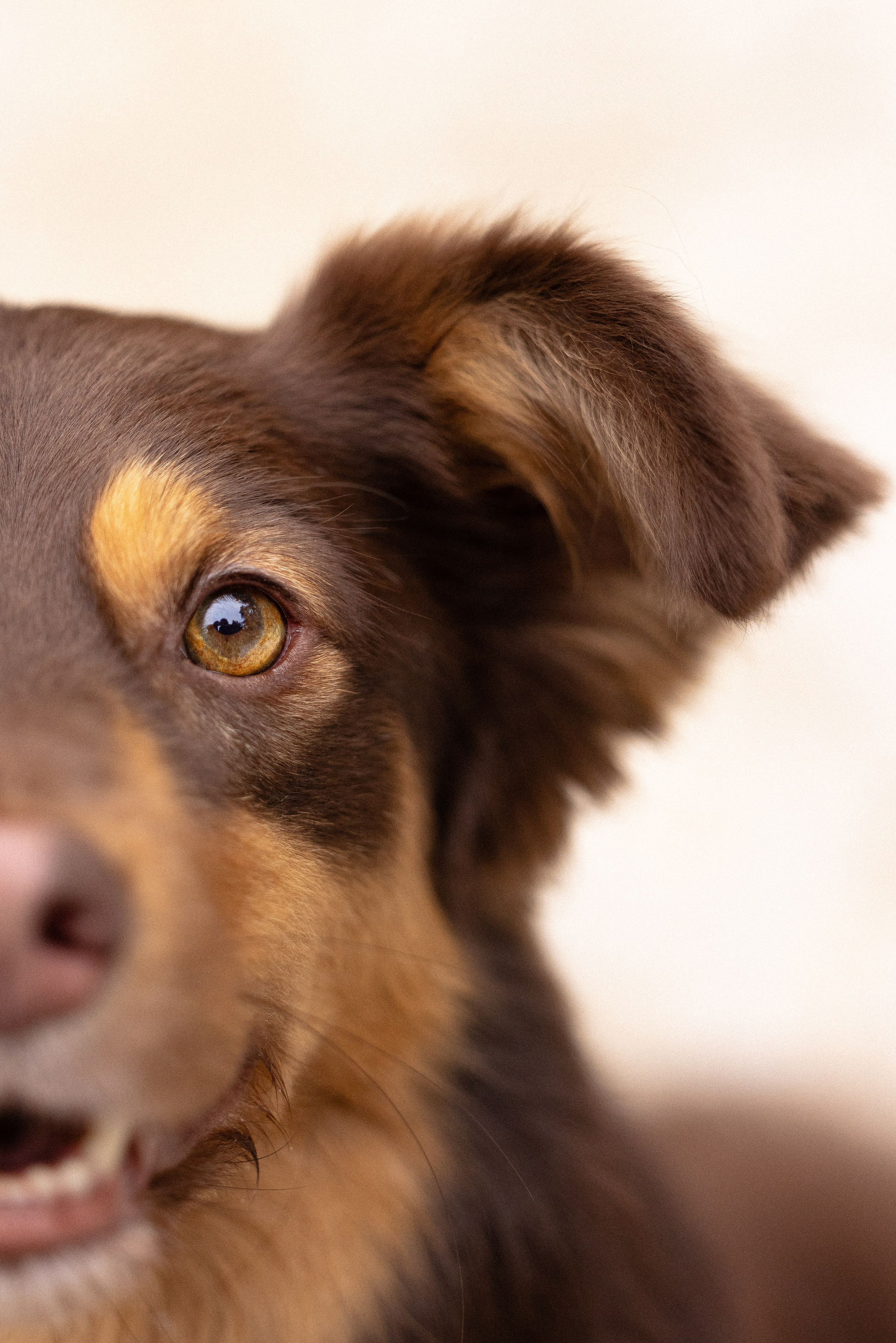Катя и Мёд. Фотограф и видеограф анималист Аганина Дарья