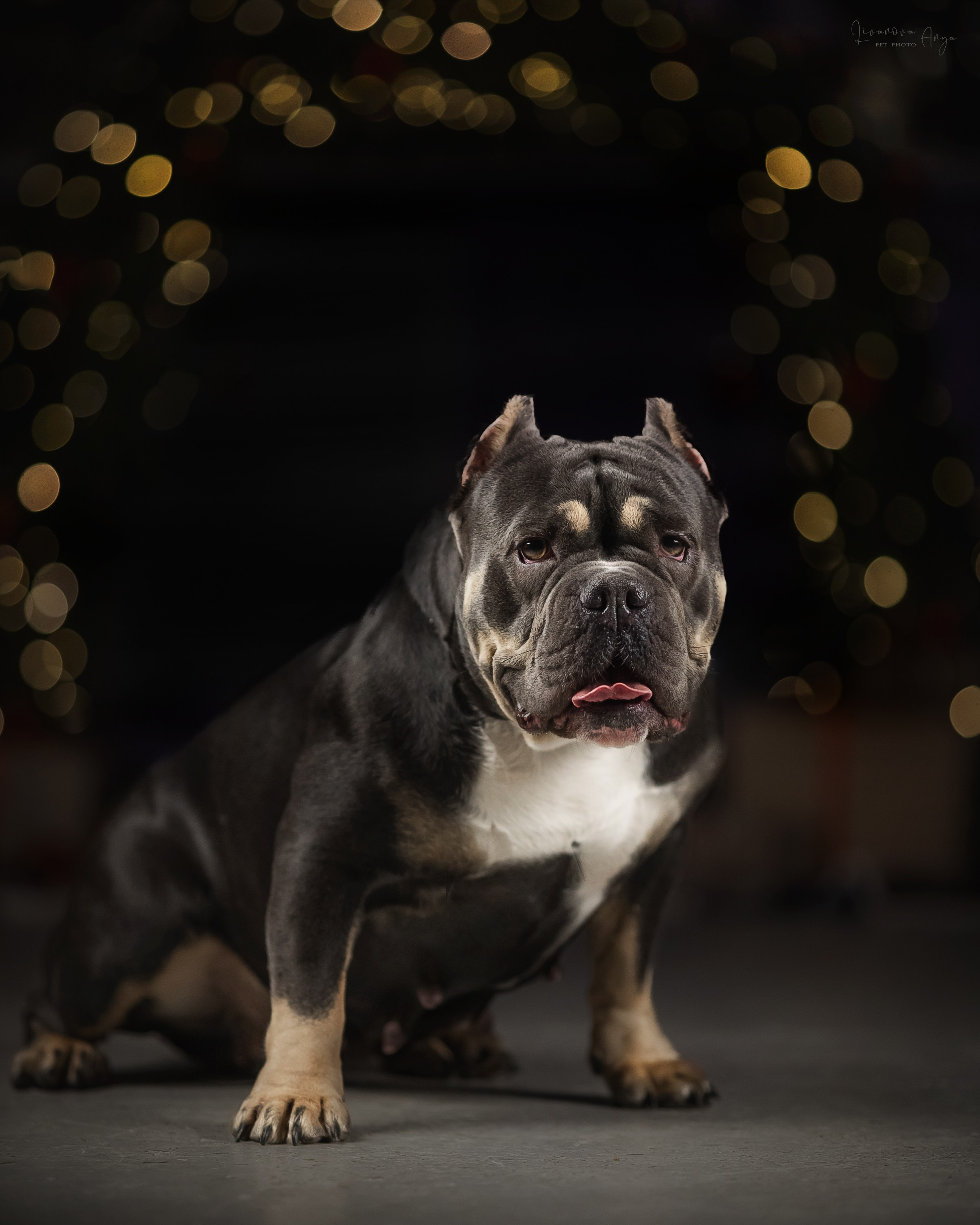 Фотодень_2 2025. Фотограф анималист Аня Ливанова | Рыбинск