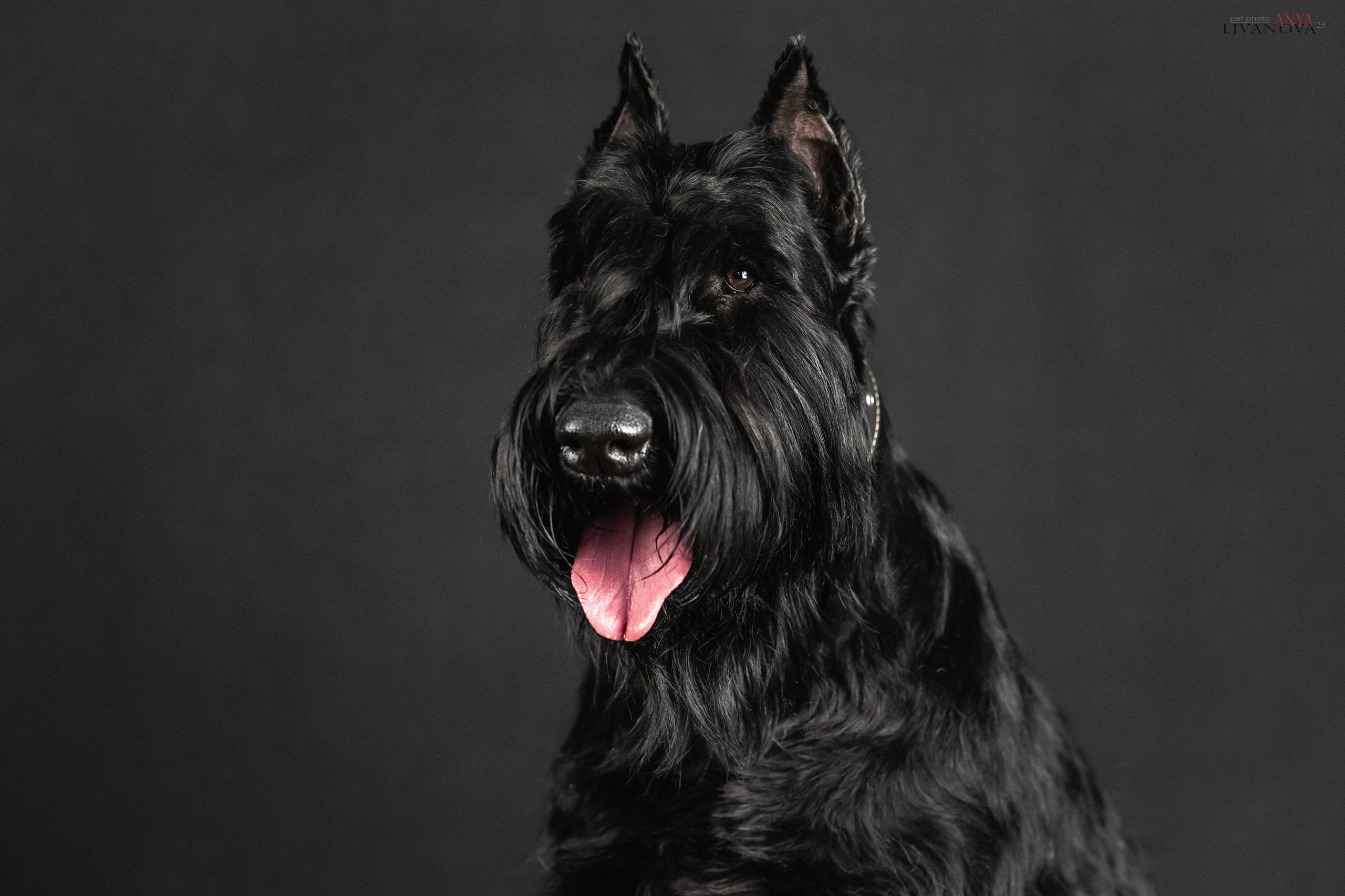 Берта. Фотограф анималист Аня Ливанова | Рыбинск