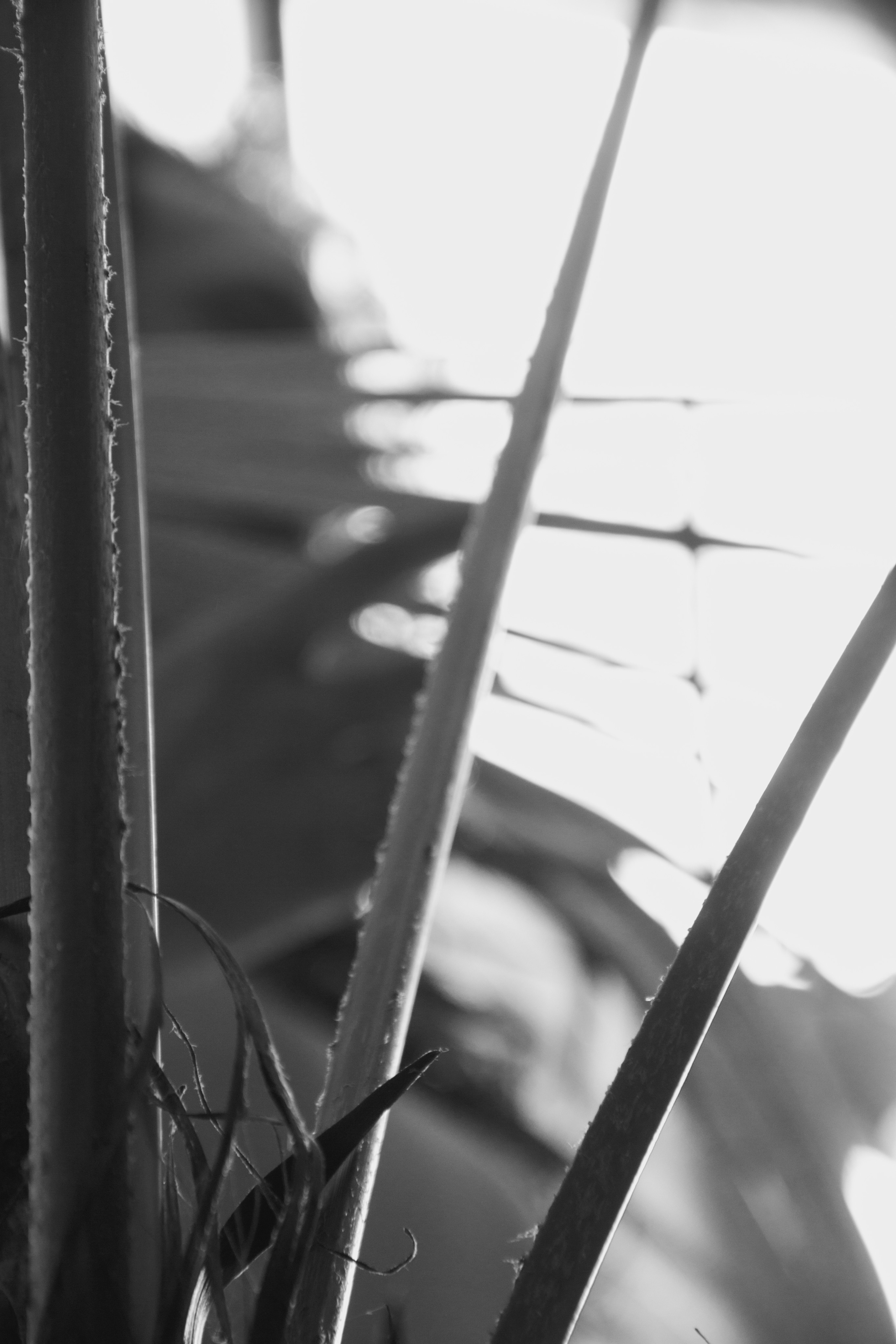 OLGA 2023 étude. Фотограф Санкт-Петербург, Новороссийск