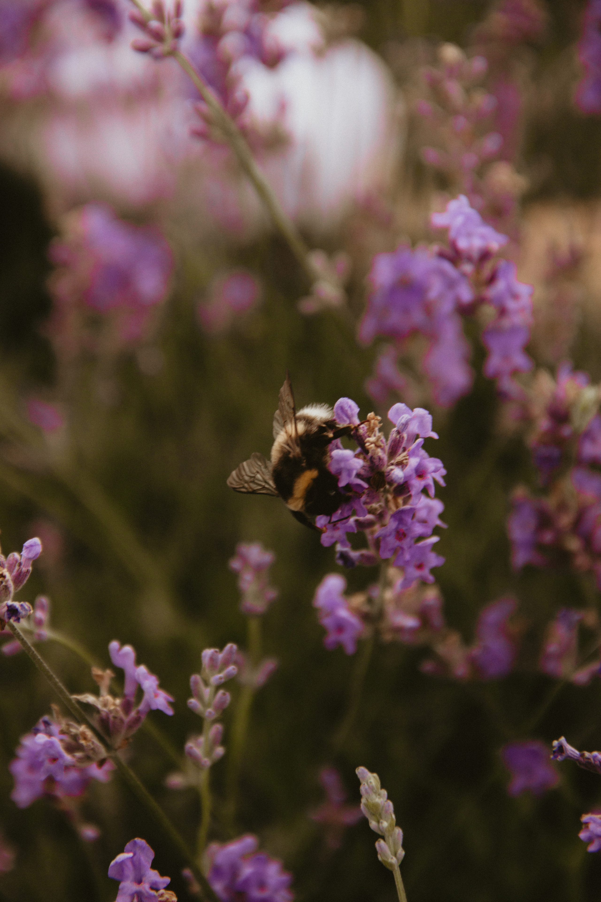 FROL 2023 étude. Фотограф Санкт-Петербург, Новороссийск