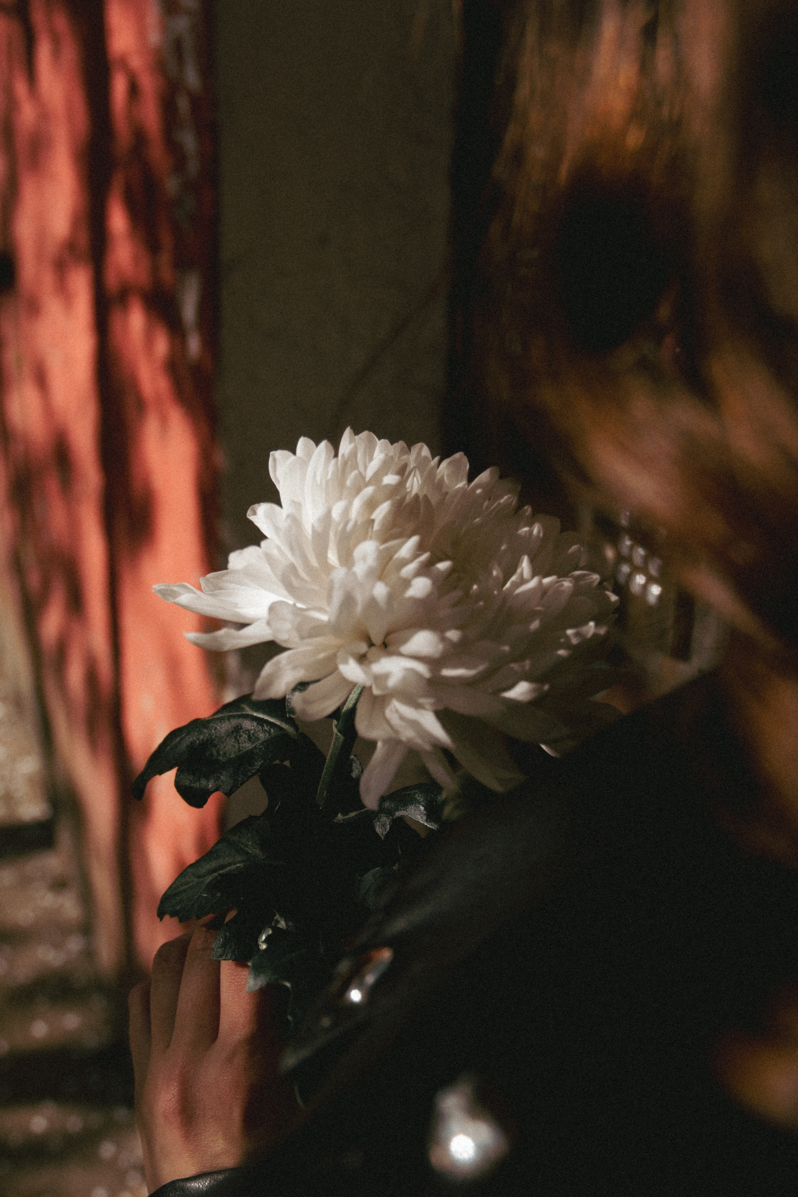 VERONIKA 2023 étude. Фотограф Санкт-Петербург, Новороссийск