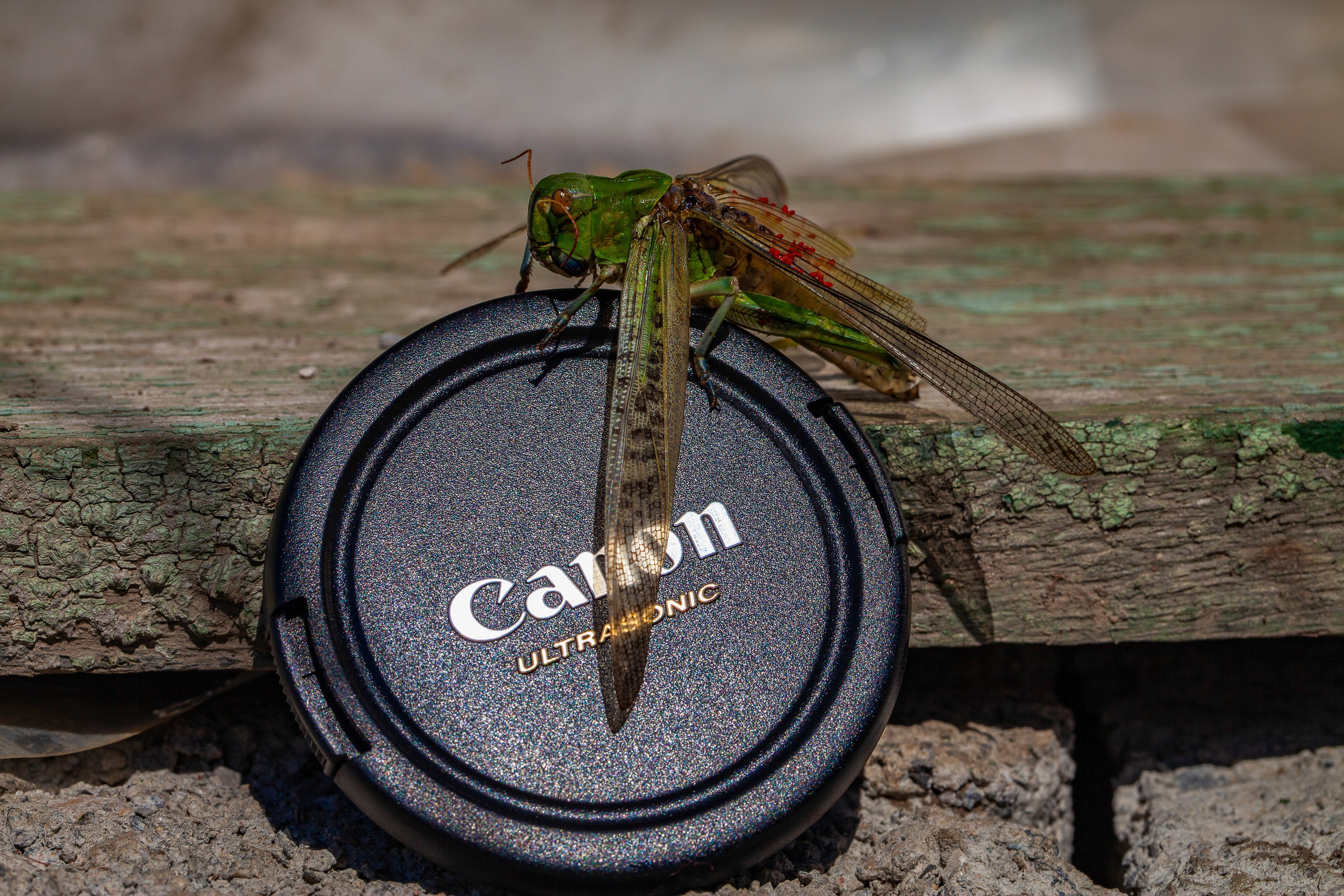 Саранча. Медиапродюсер, фотограф в Минеральных Водах —Виктор Холодов