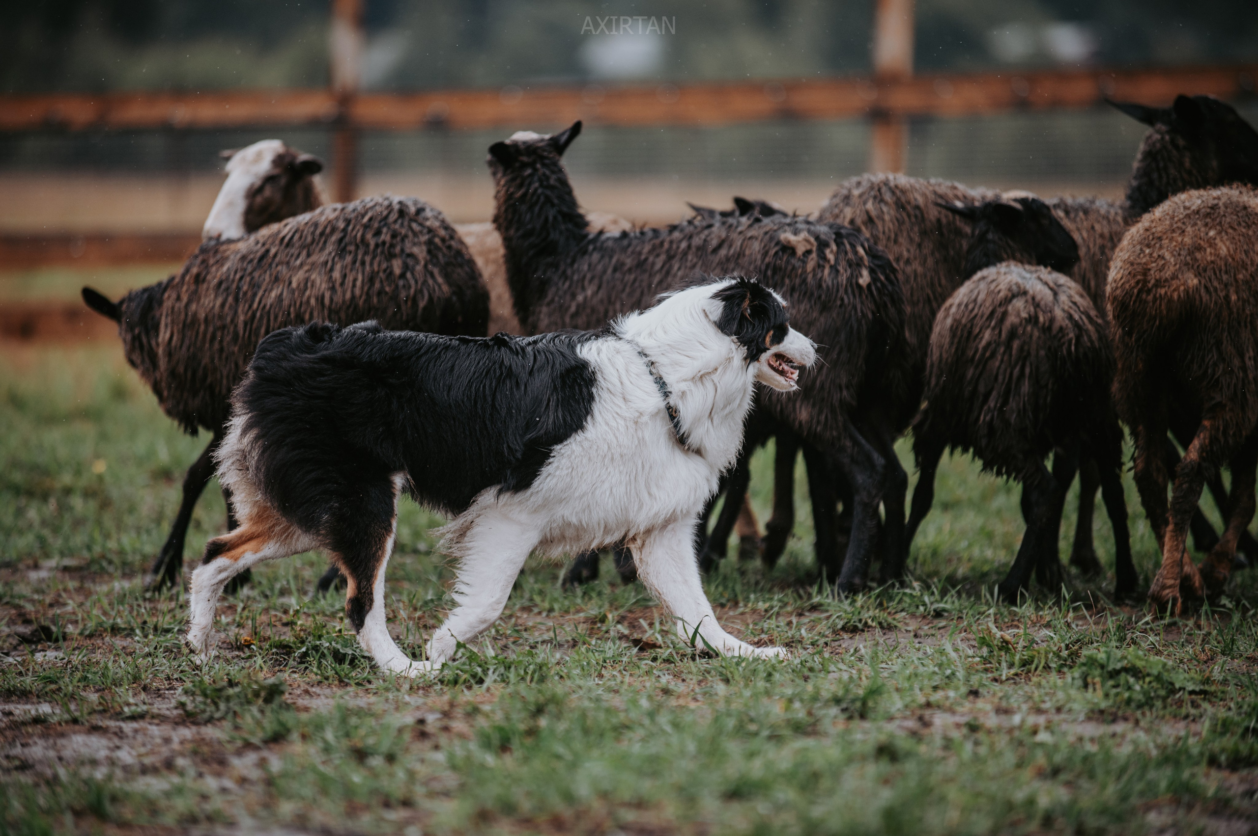 Синдра. BLGKV питомник собак