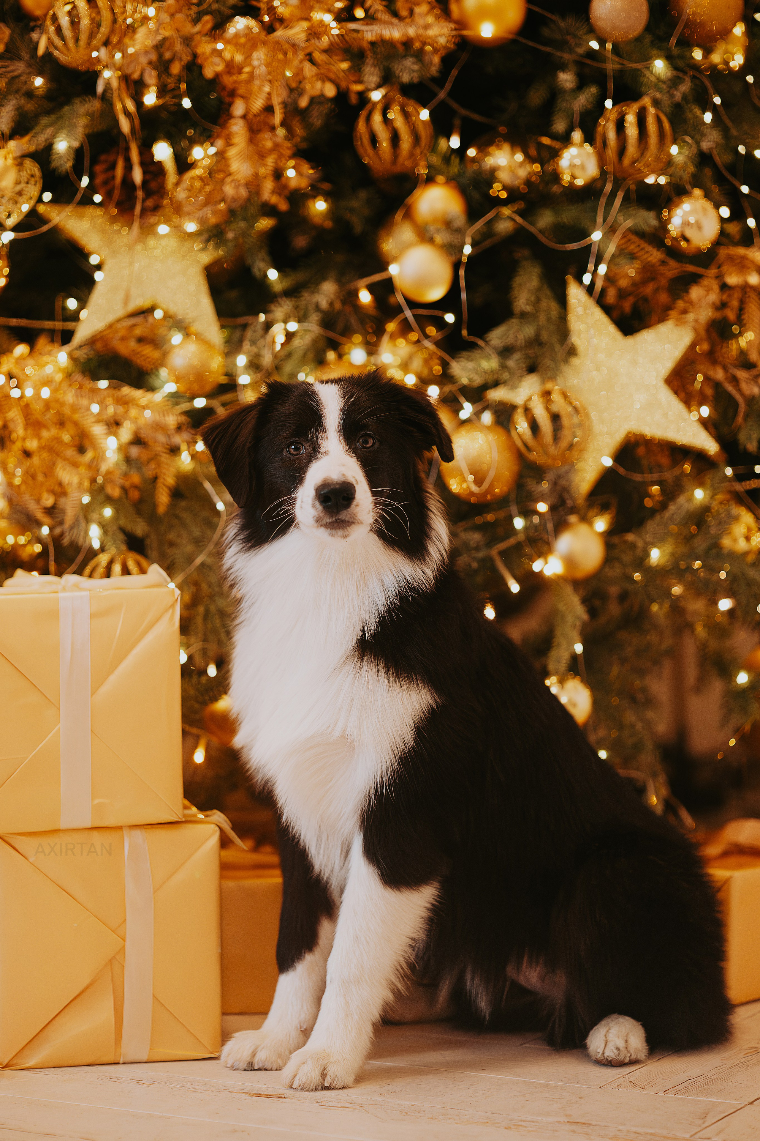 Кубрау. BLGKV питомник собак