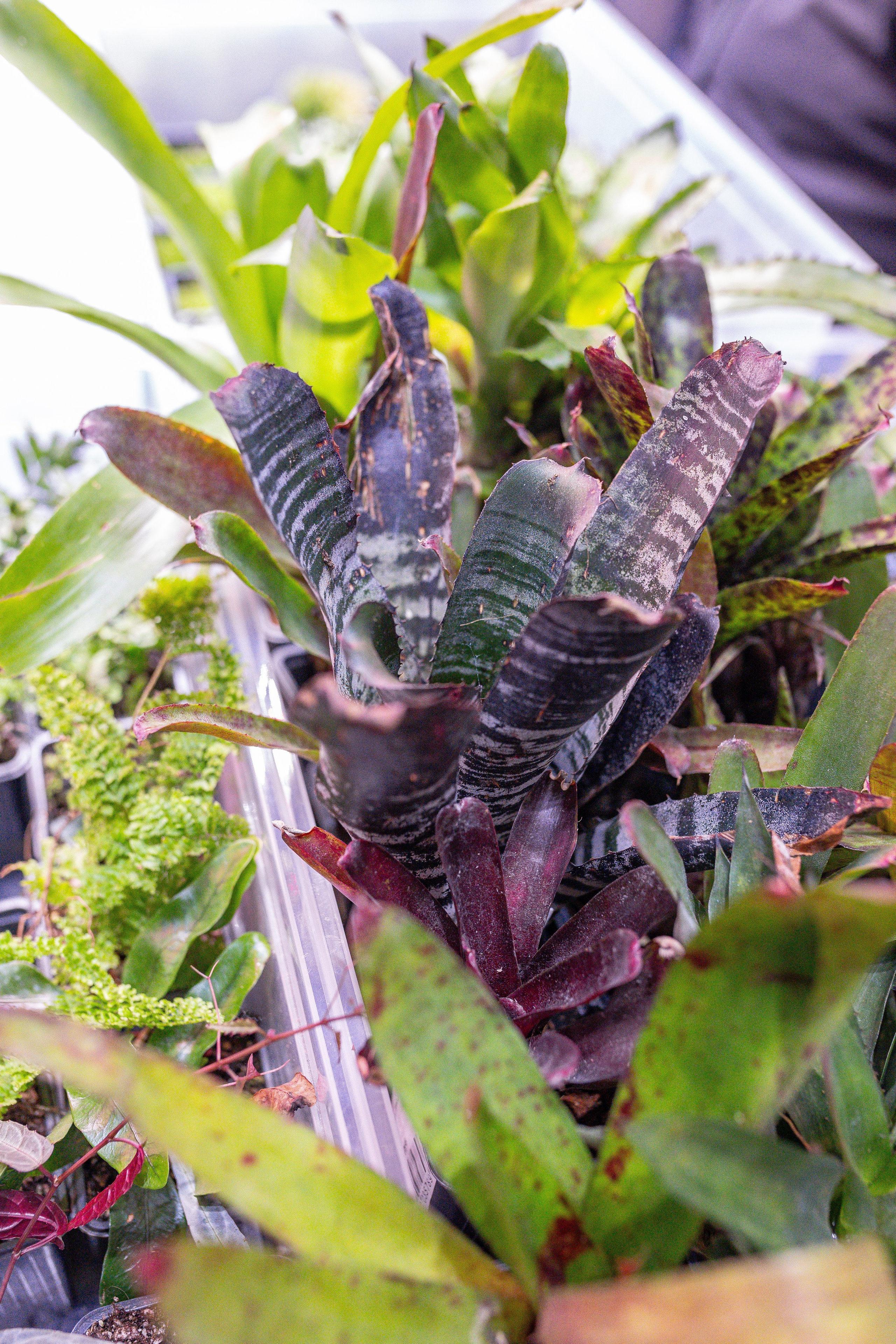 Орхидиум 12.2025. Александра Куликова фотограф, Москва