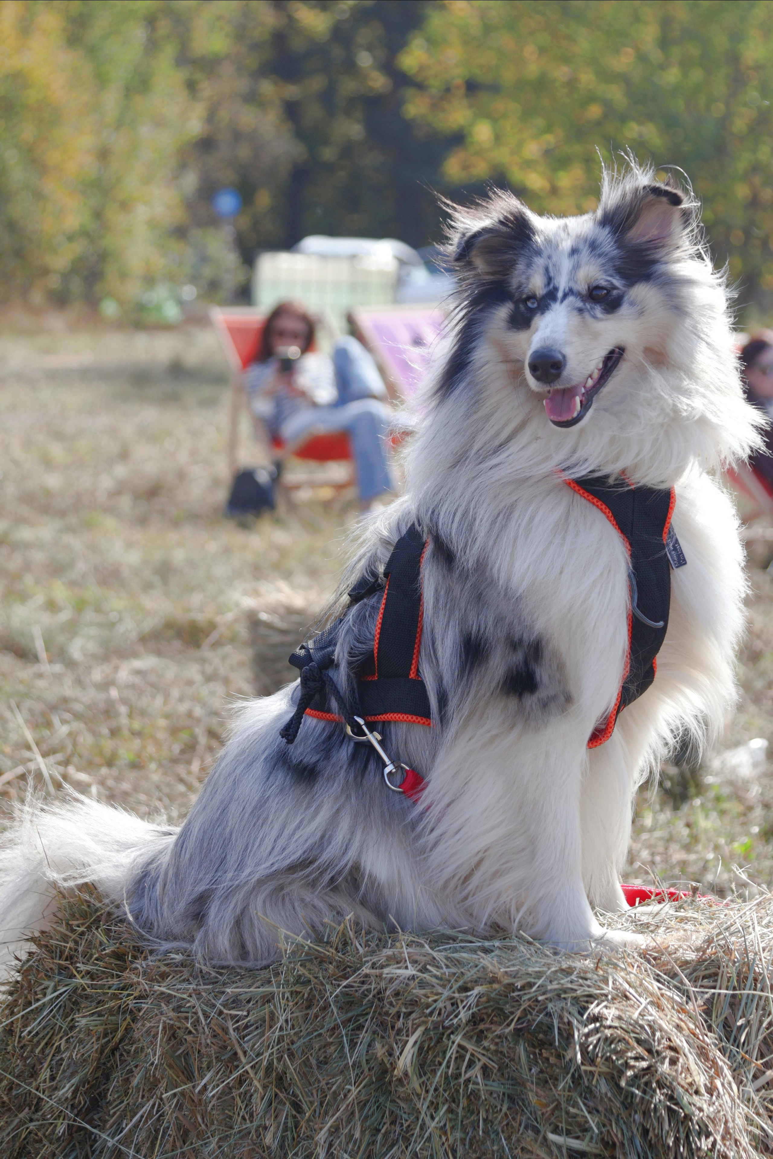 Кросс «Быстрый пёс 2023». Спортивный и репортажный фотограф Ермакова Светлана