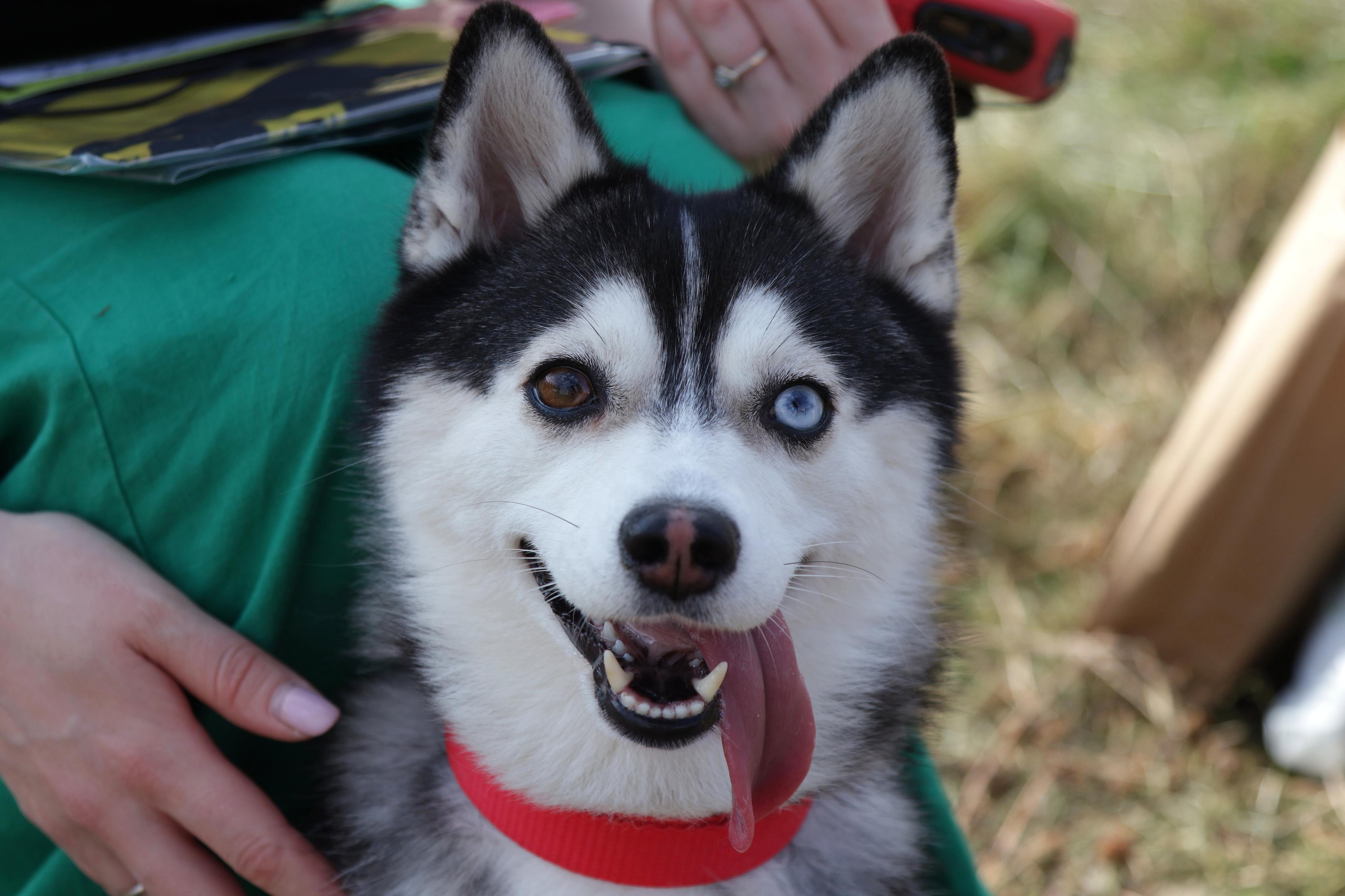 Кросс «Быстрый пёс 2023». Спортивный и репортажный фотограф Ермакова Светлана