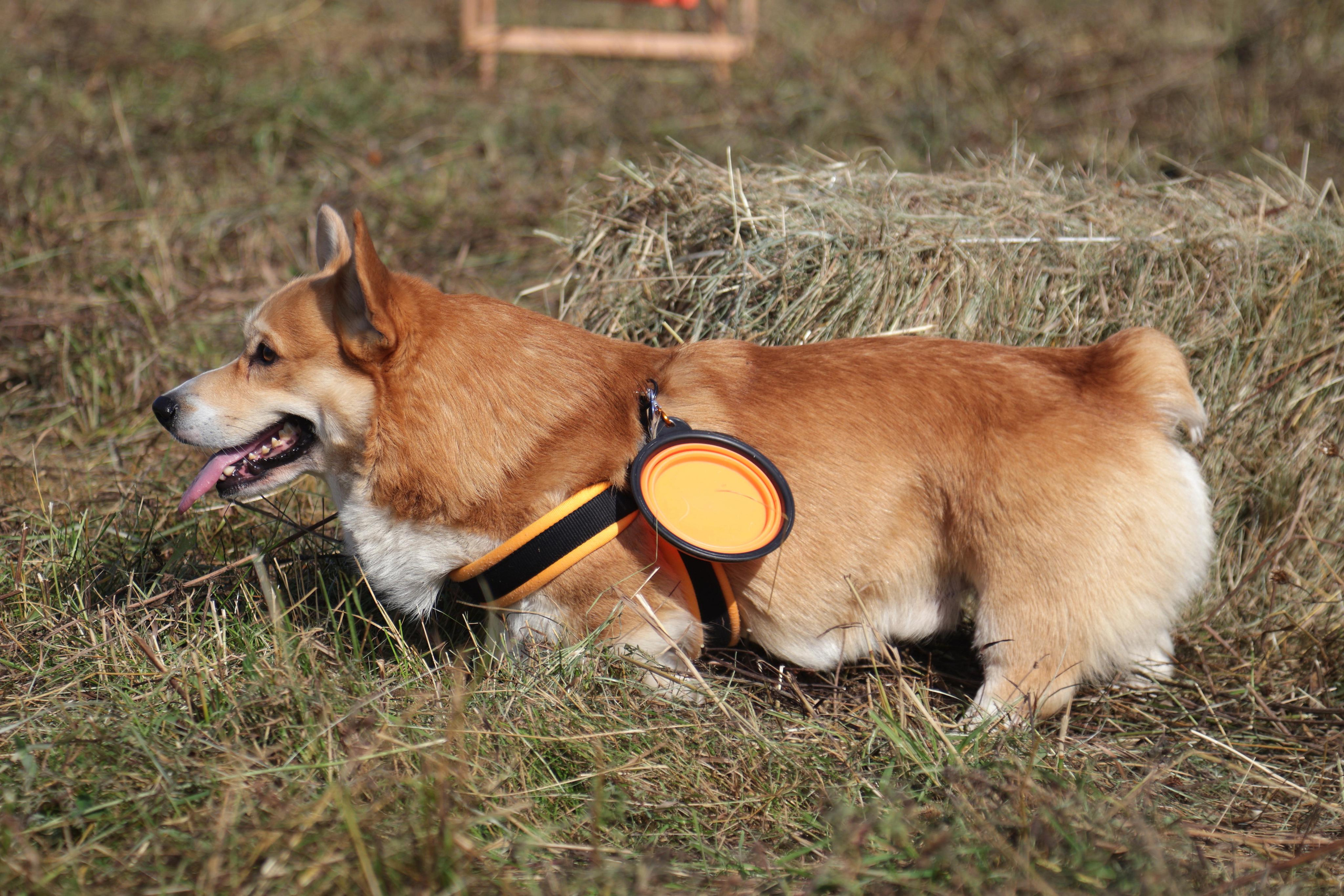 Кросс «Быстрый пёс 2023». Спортивный и репортажный фотограф Ермакова Светлана