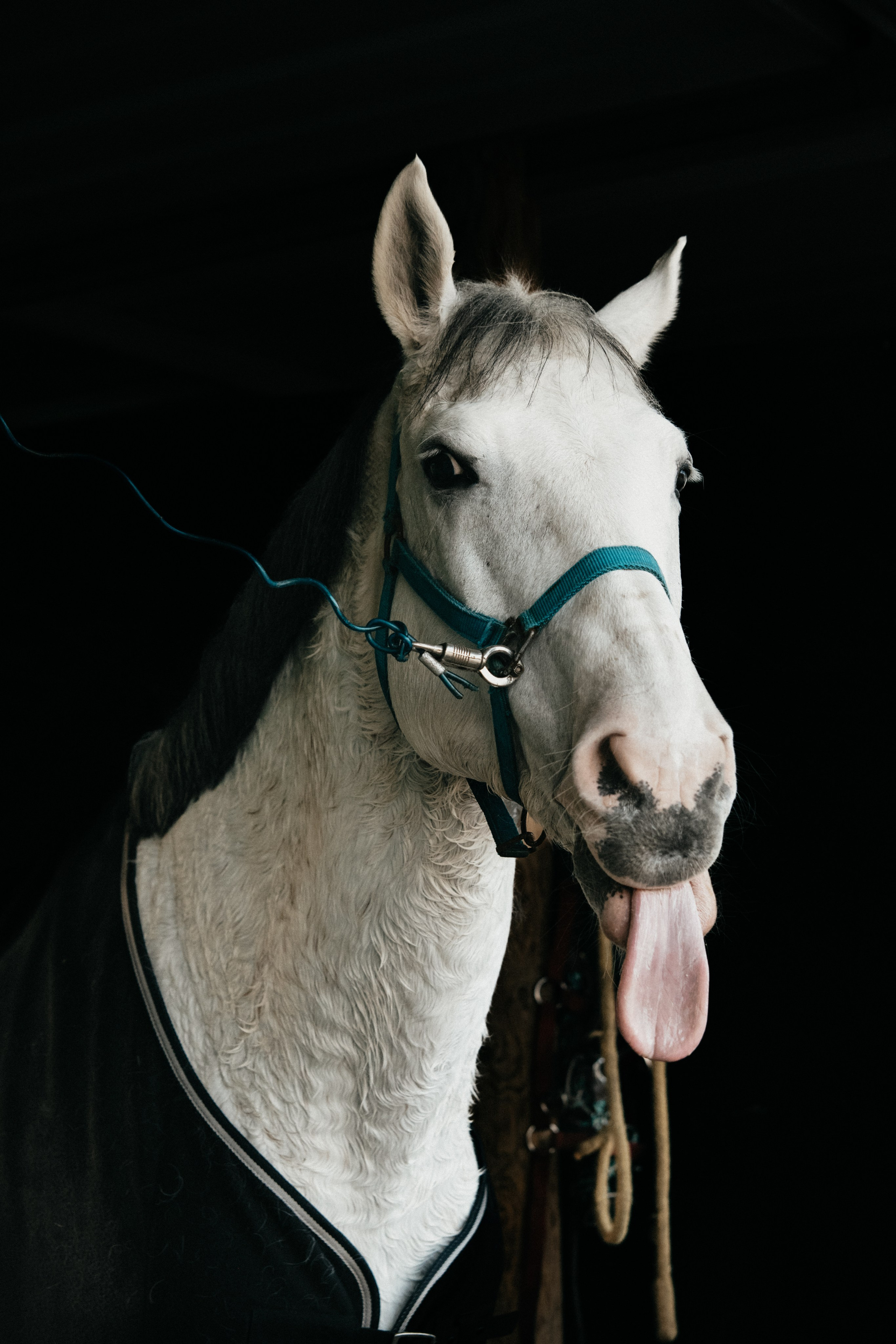 HORSES. Anastasiia Antoniuk portrait, family and couple photographer, Portugal
