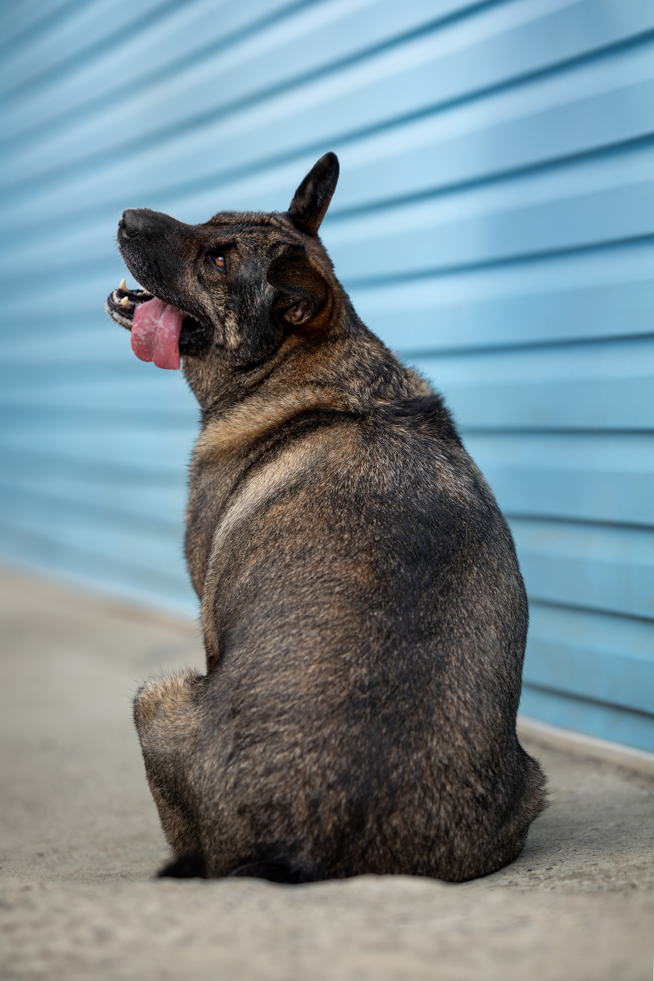 Мини-приют «Возрождение». Ирина Голомб|Фотограф-анималист в  Сочи и Калининграде