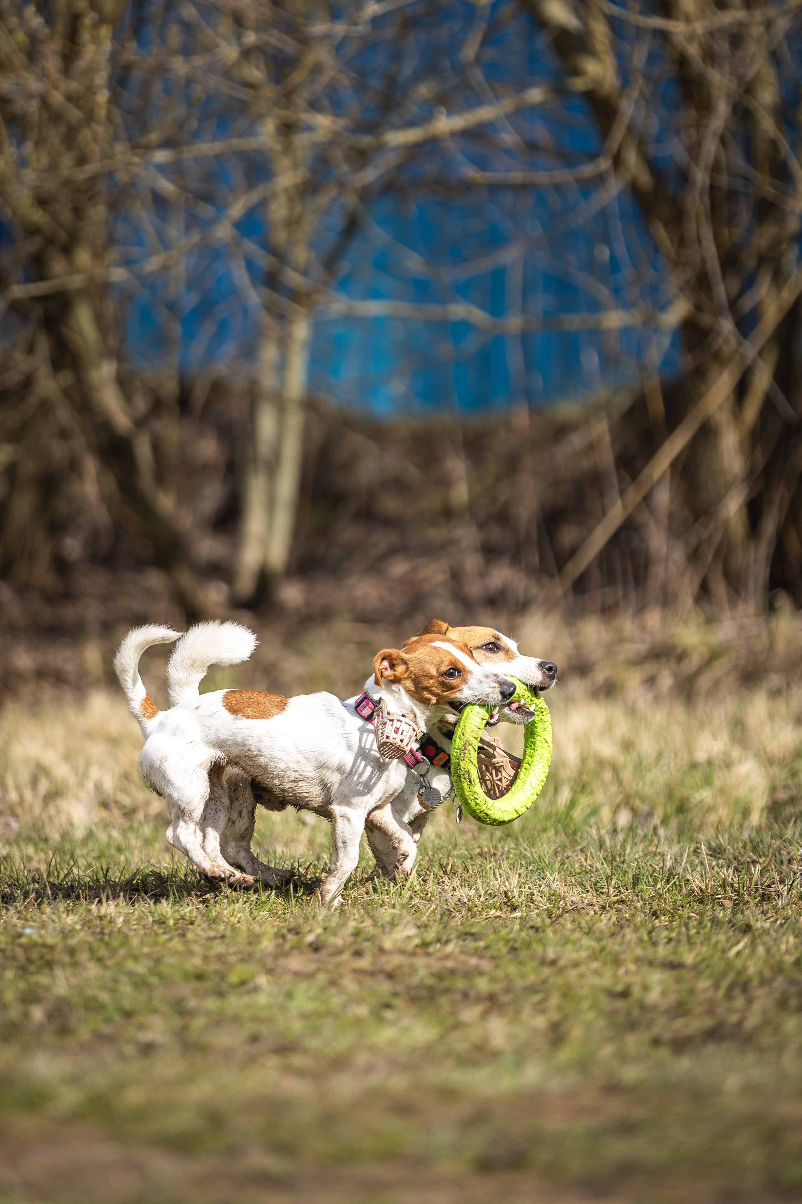 Догтуса 24.03.2024. Ирина Голомб|Фотограф-анималист в  Сочи и Калининграде