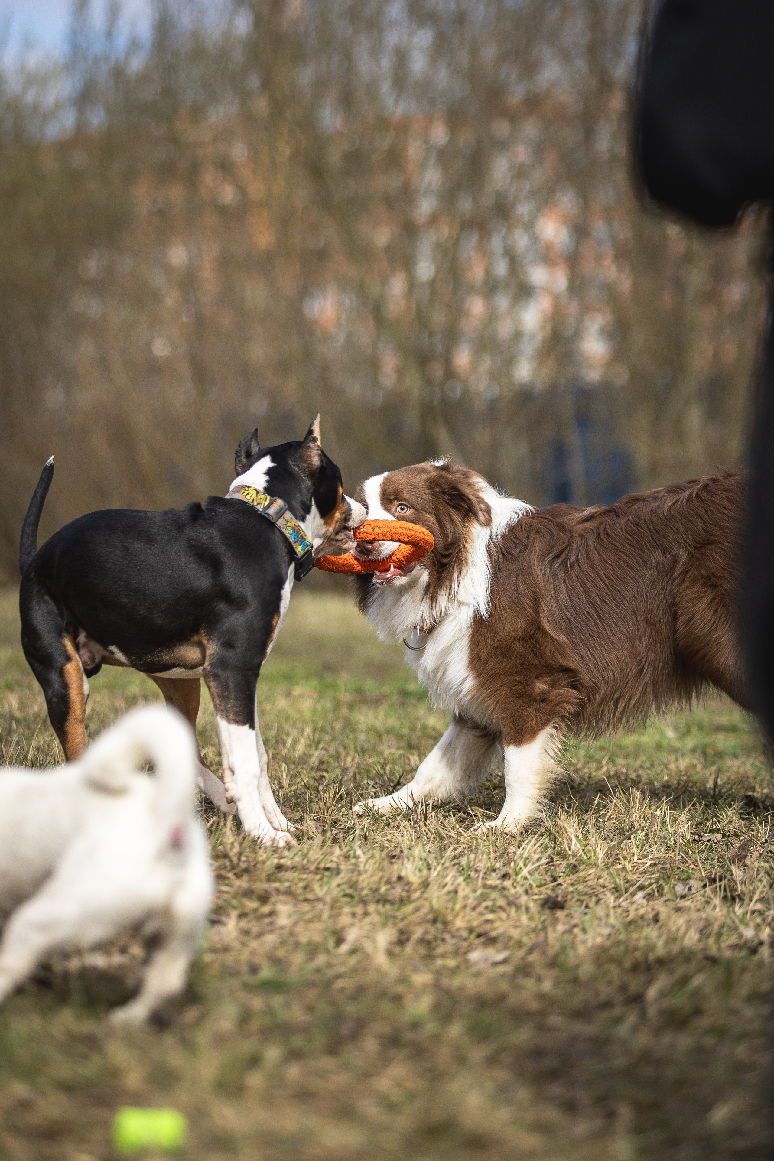 Догтуса 24.03.2024. Ирина Голомб|Фотограф-анималист в  Сочи и Калининграде