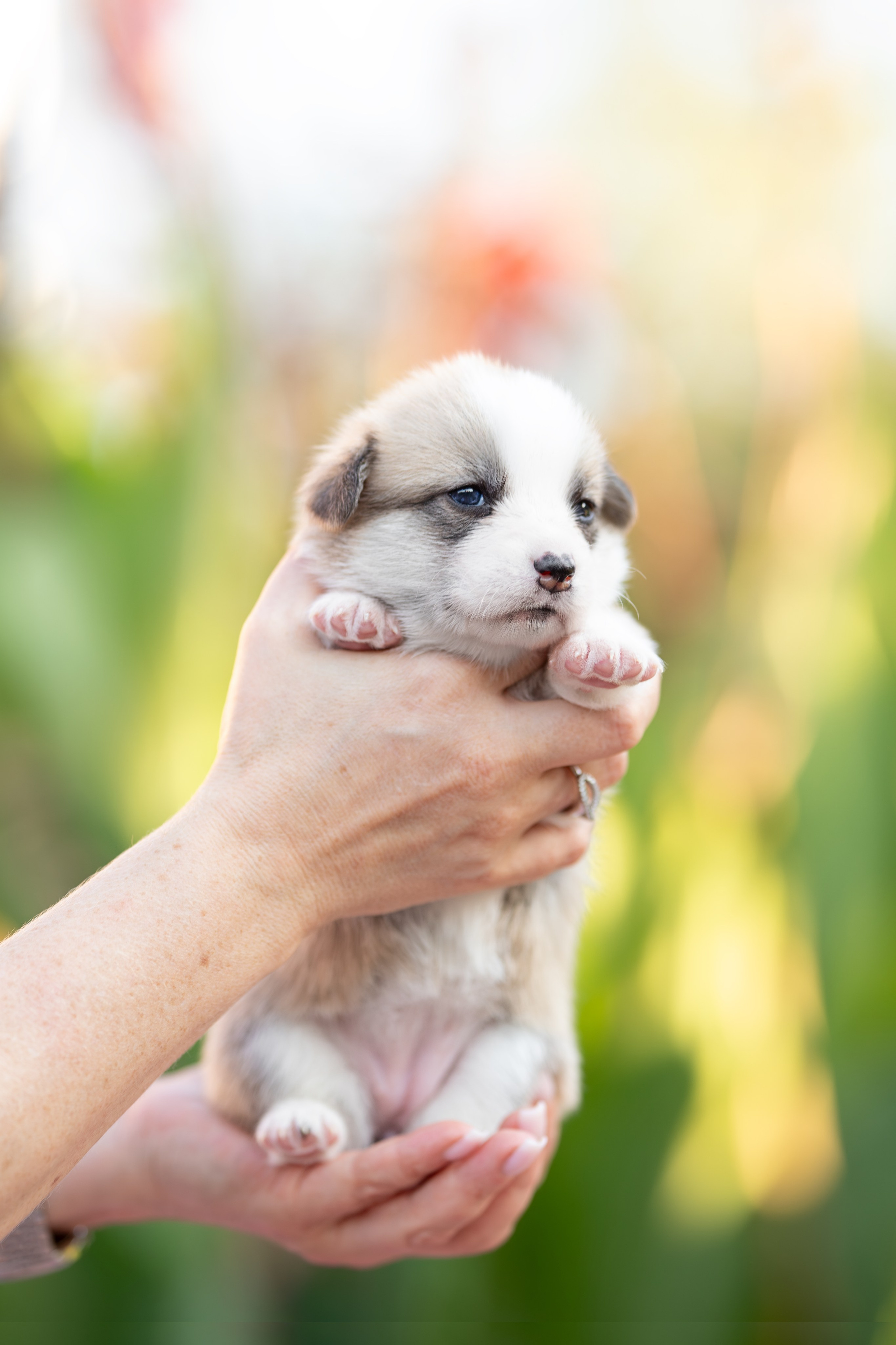 Малыши коржики. Ирина Голомб|Фотограф-анималист в  Сочи и Калининграде