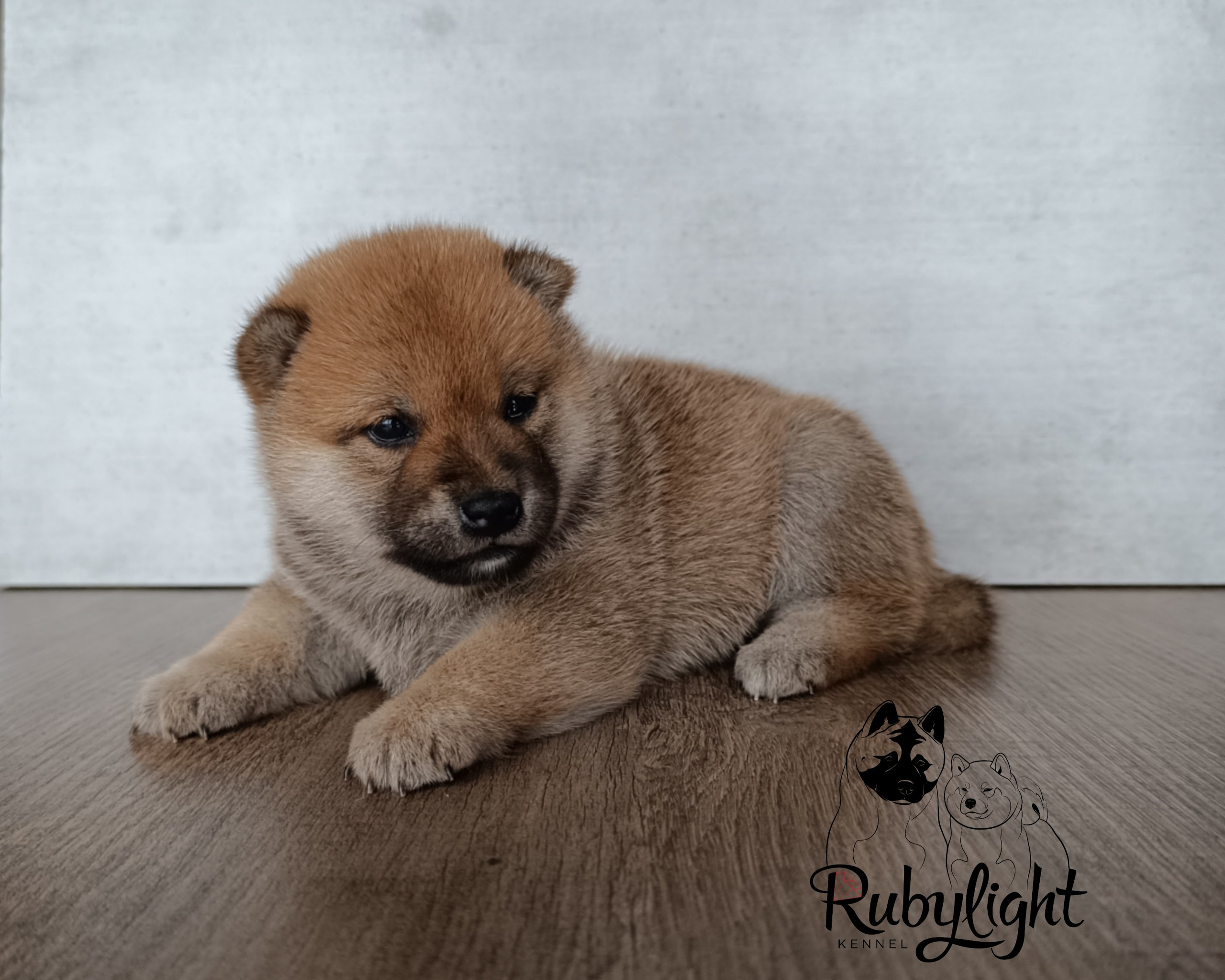 Сиба Rubylight Emma питомник Рубилайт 