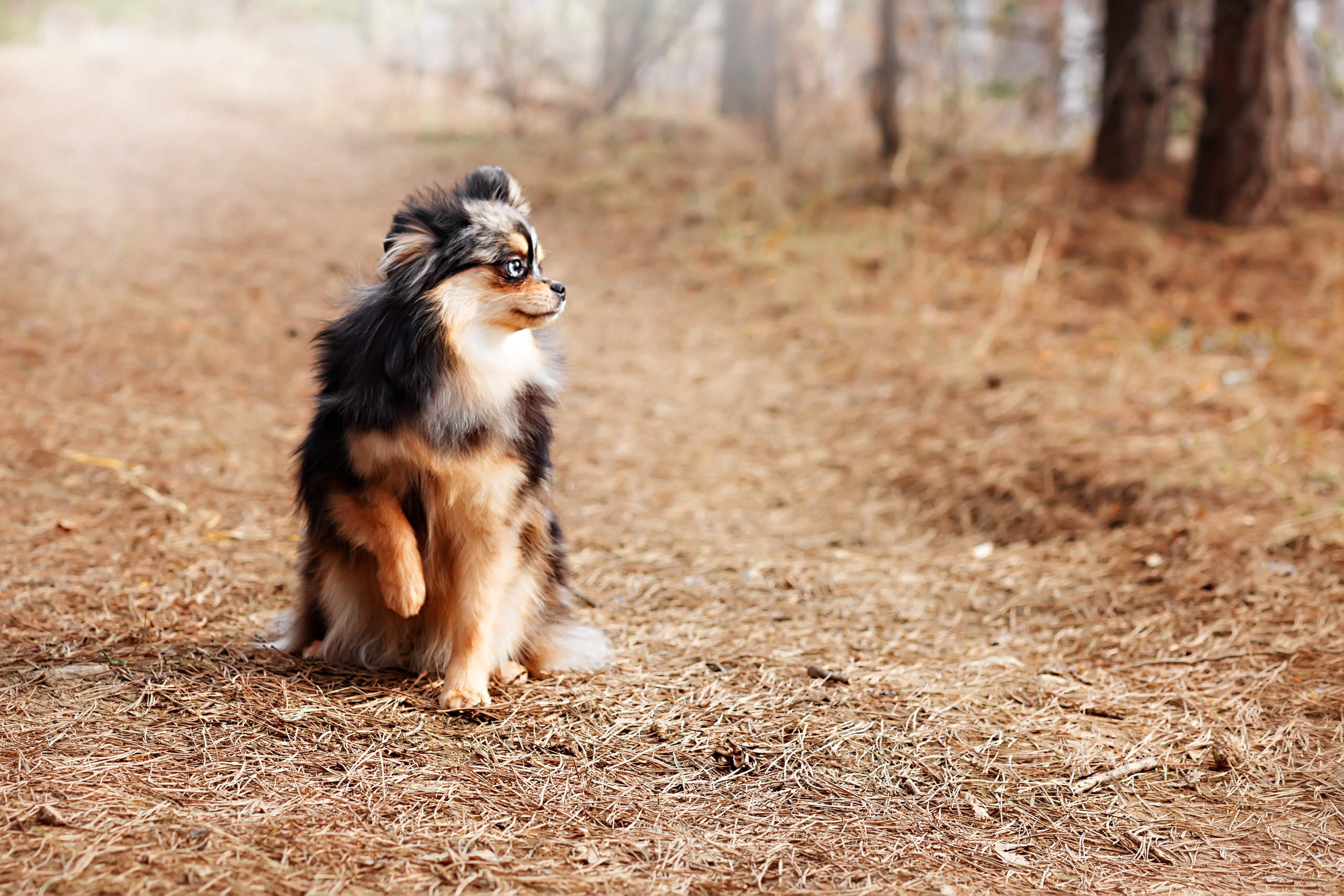 Собаки, кошки и др. животные. Семейный фотограф в Екатеринбурге