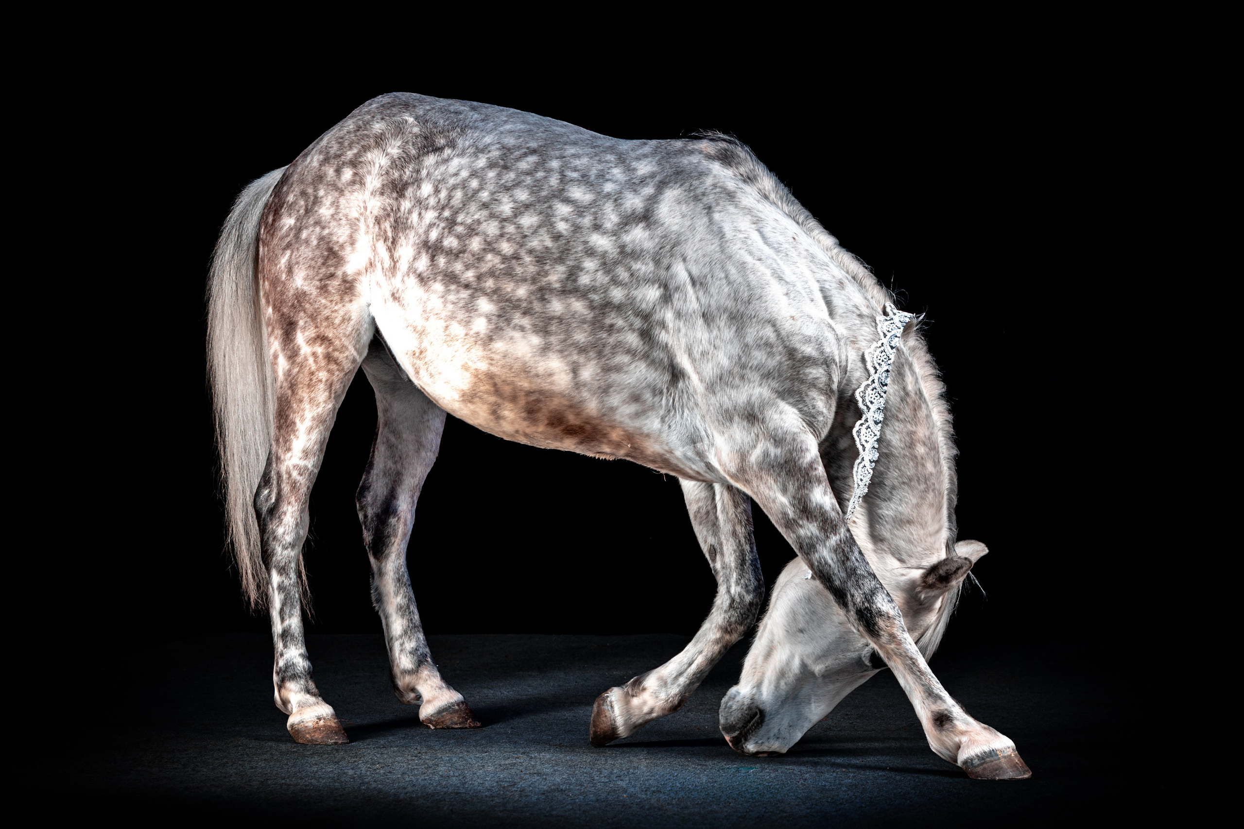 SHUSTOVI/ANIMALS. Sveta GOSHTAUTAS фотограф Пермь