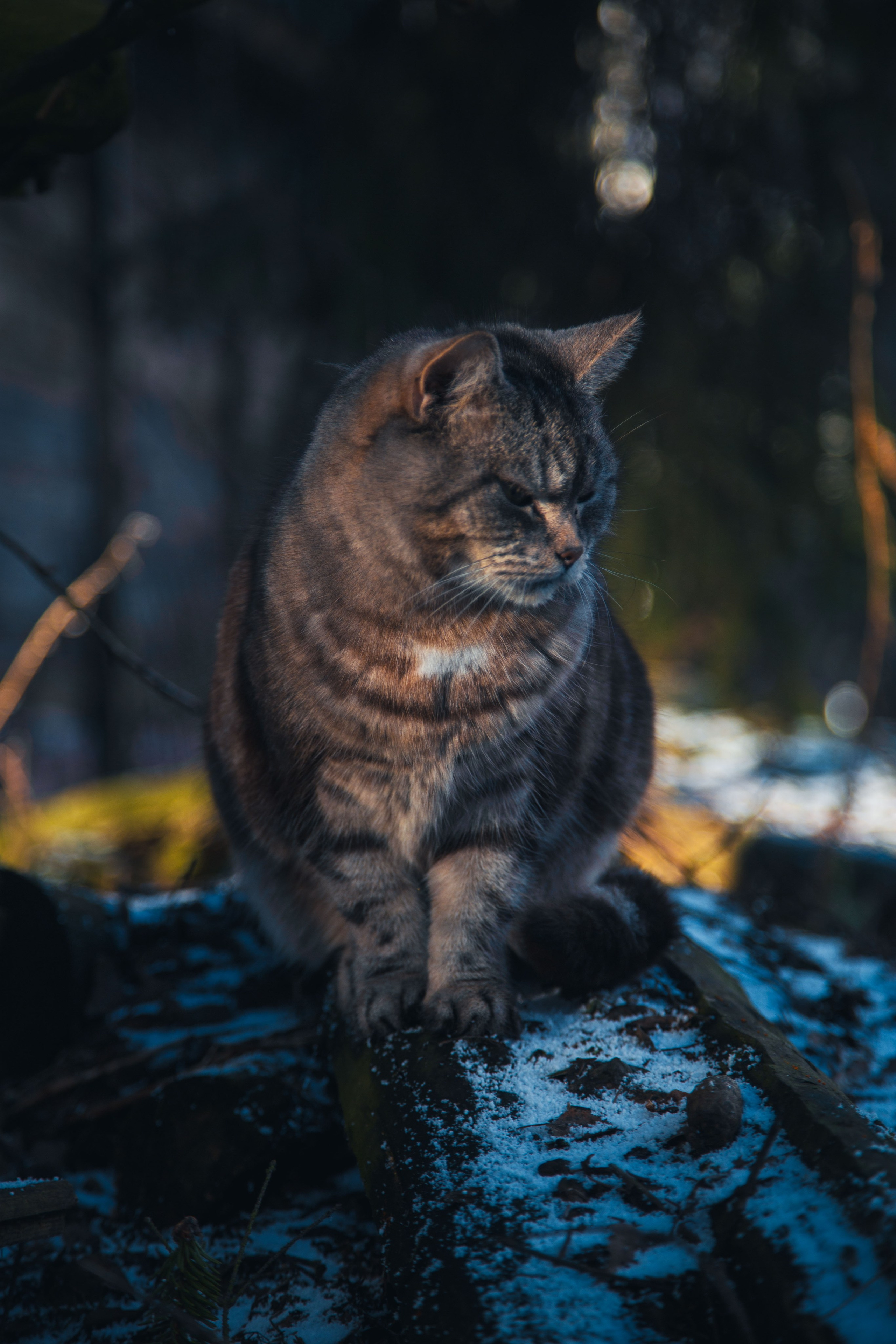 Кошка-охотница. Dmitriy [KCCC] is a pretty cool photographer