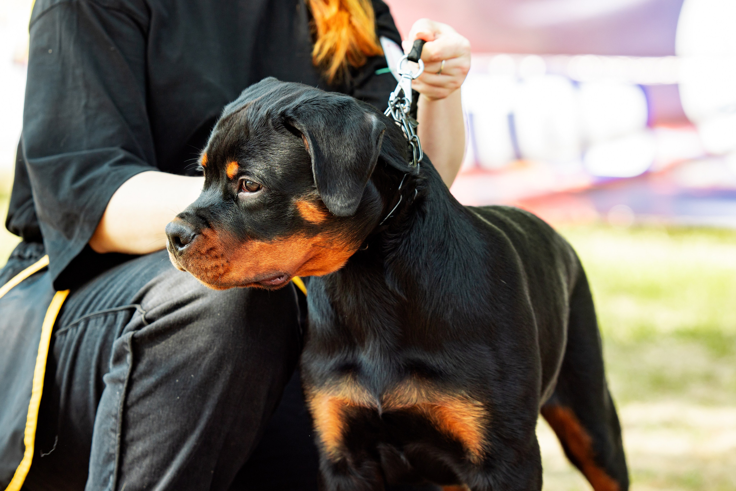 Саратов моно ротвейлеров 26-27.04.2025. Фотограф-анималист Юлия Германика