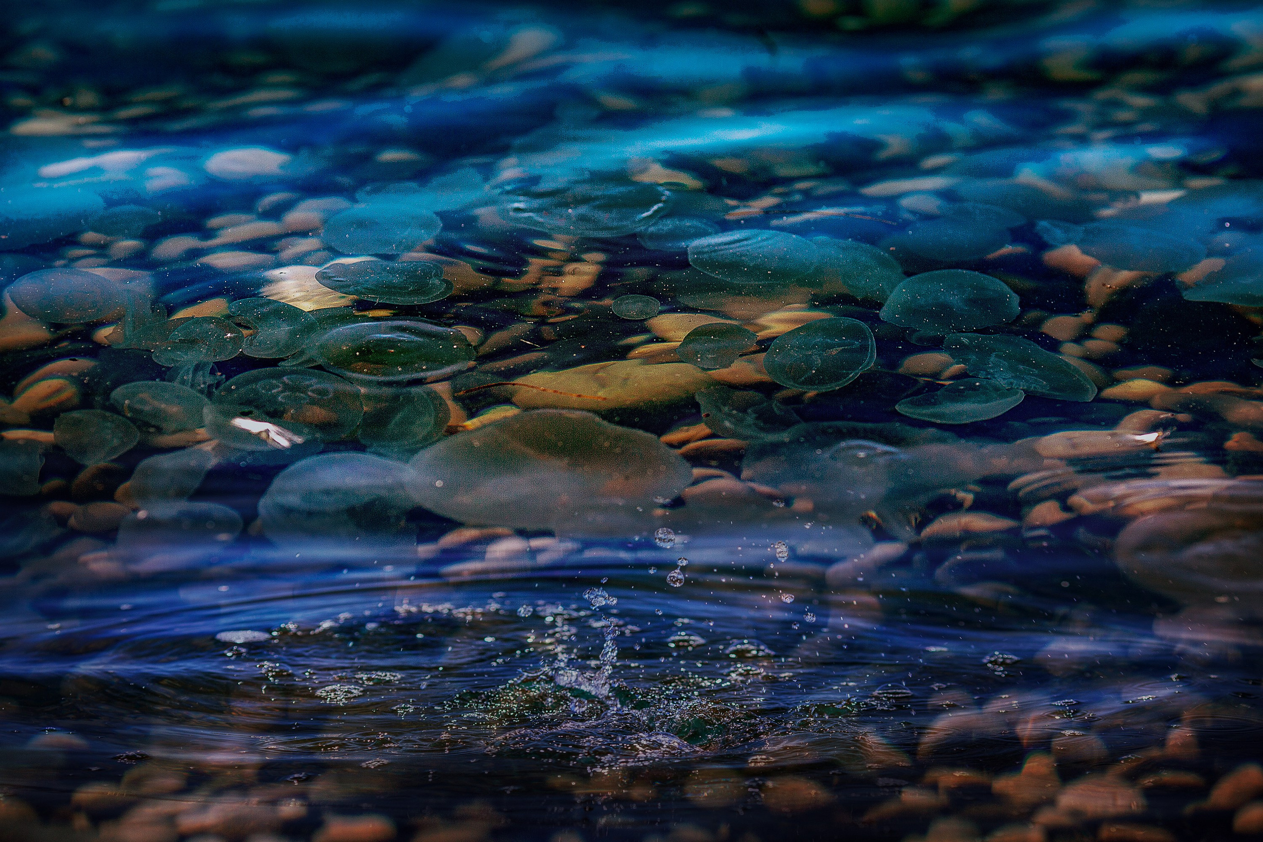 Фотопроект» Жизнь медуз». Медиапродюсер, фотограф в Минеральных Водах —Виктор Холодов