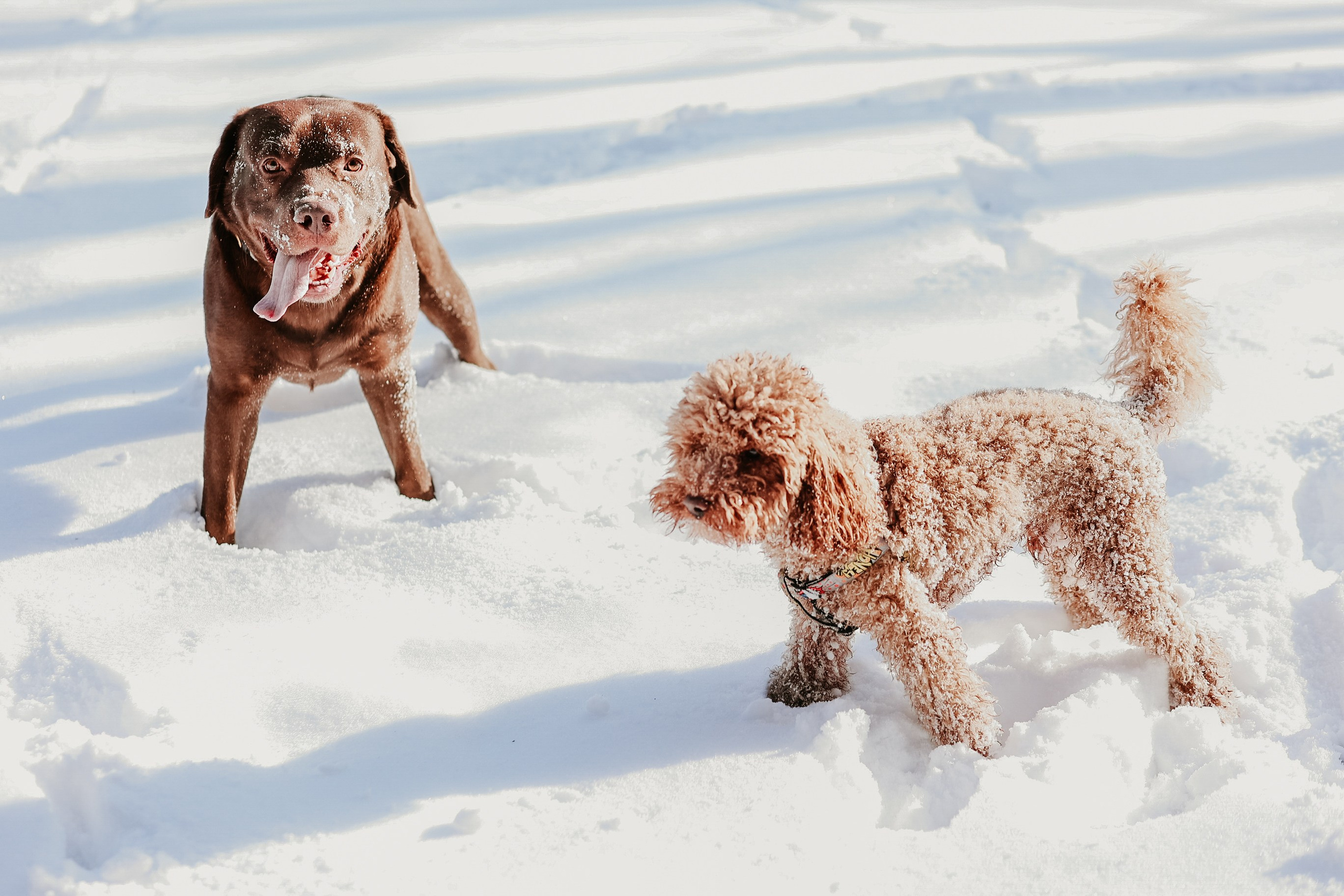 Канта. Портретный фотограф в Калининграде Алеся Раух