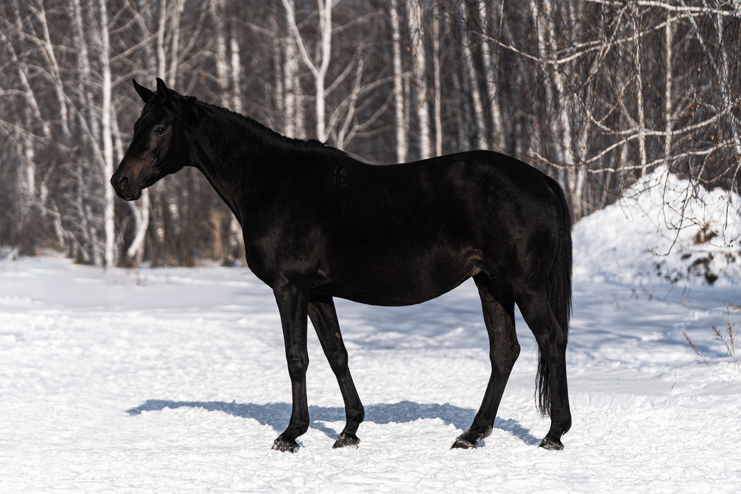Пахлава. Главная