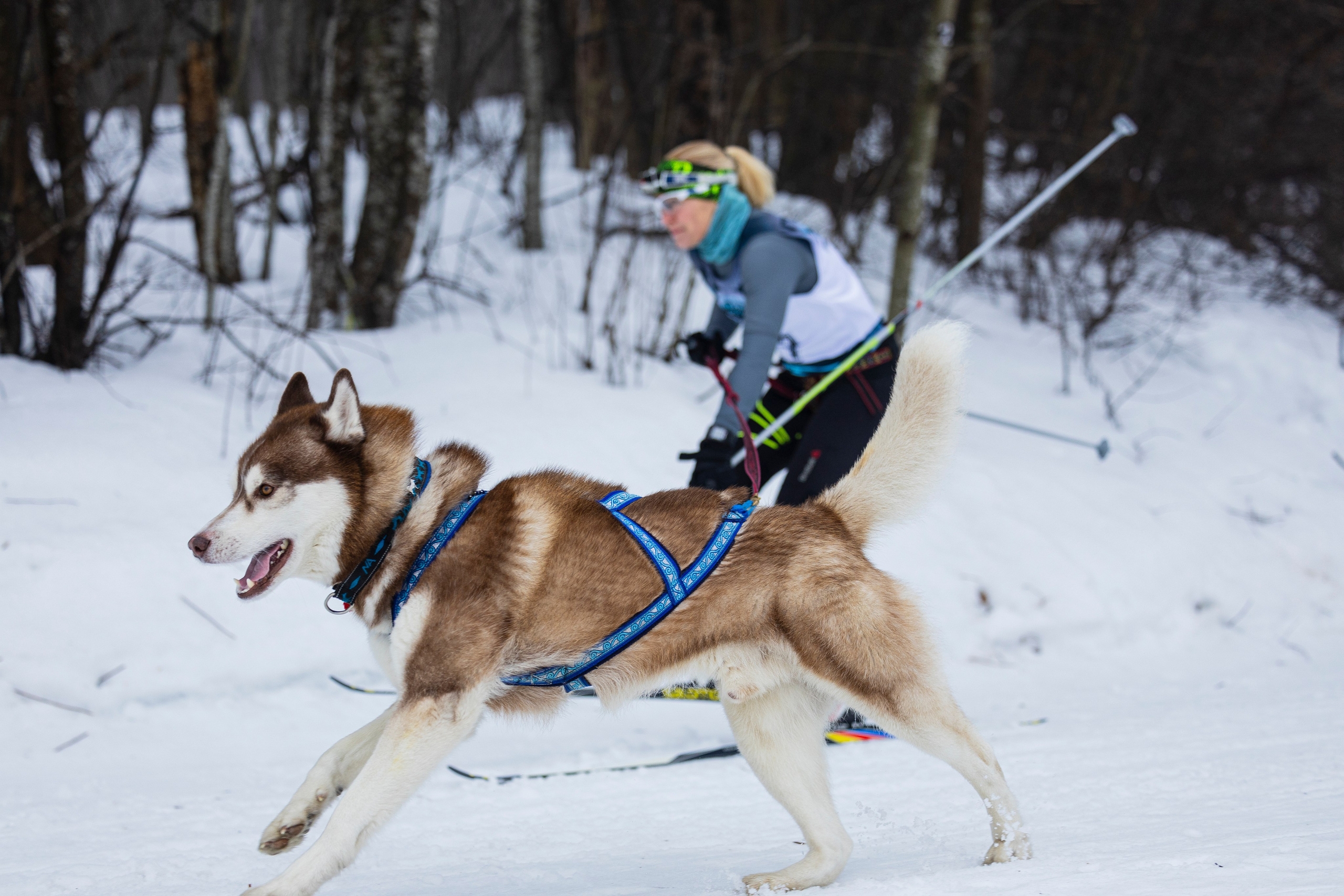 Зимний Чемпионат Санкт-Петербурга по ездовому спорту. Фотограф-анималист Анна Маринич