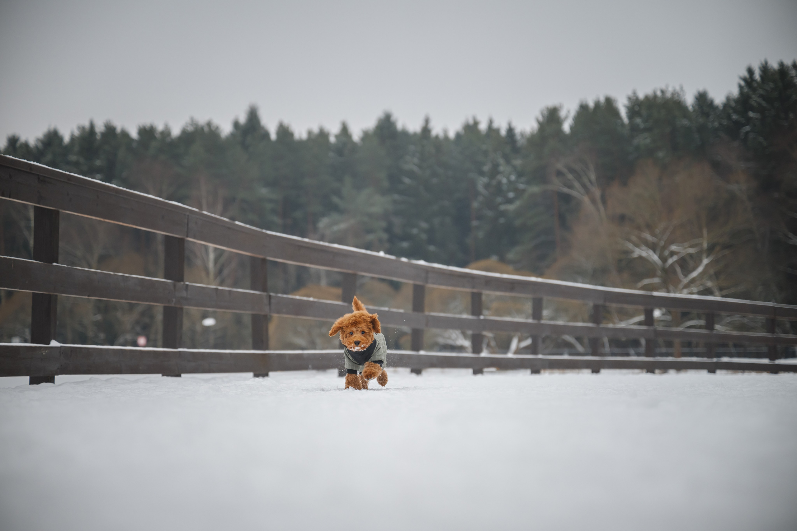 Щенок пуделя. Фотограф Анималист в Москве Анастасия Жучкова