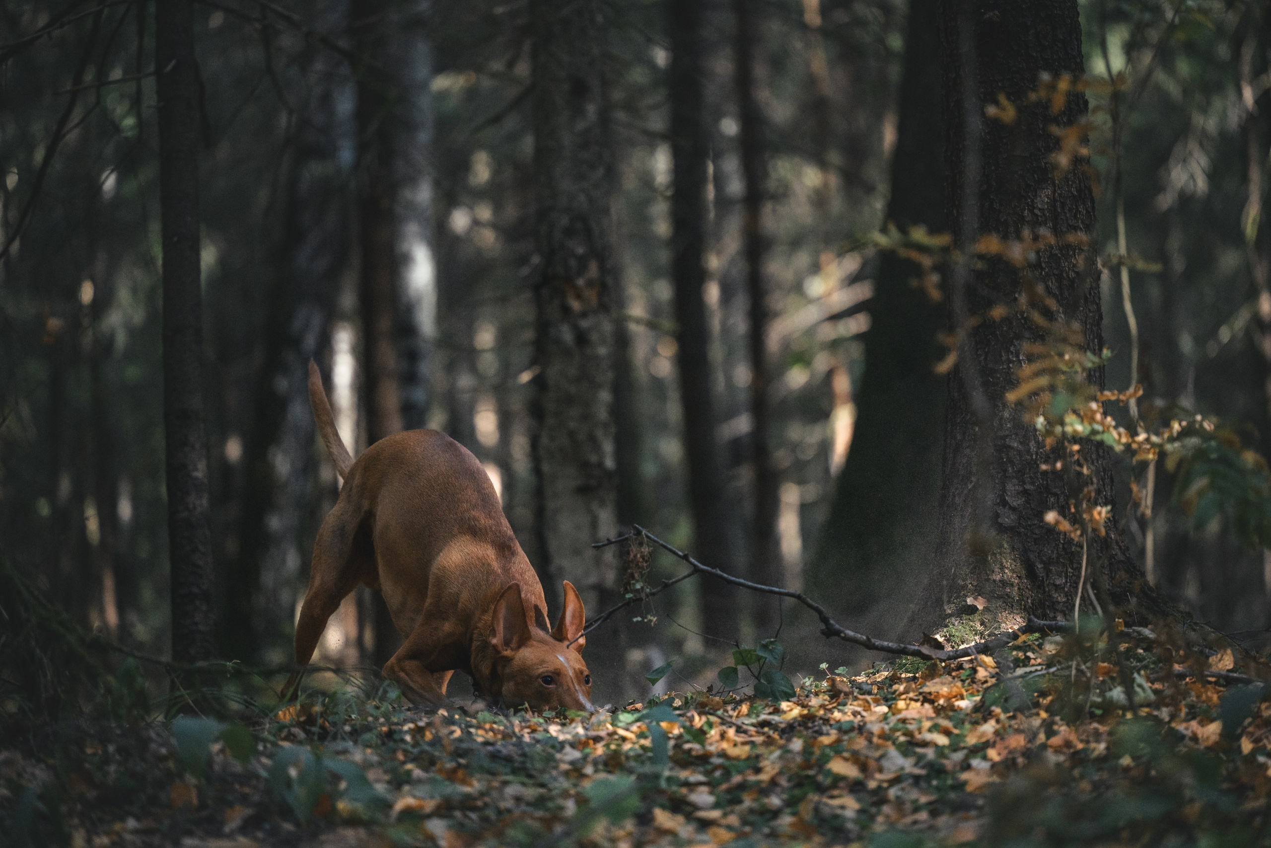 Чирнеко. Лесная прогулка. Фотограф Анималист в Москве Анастасия Жучкова
