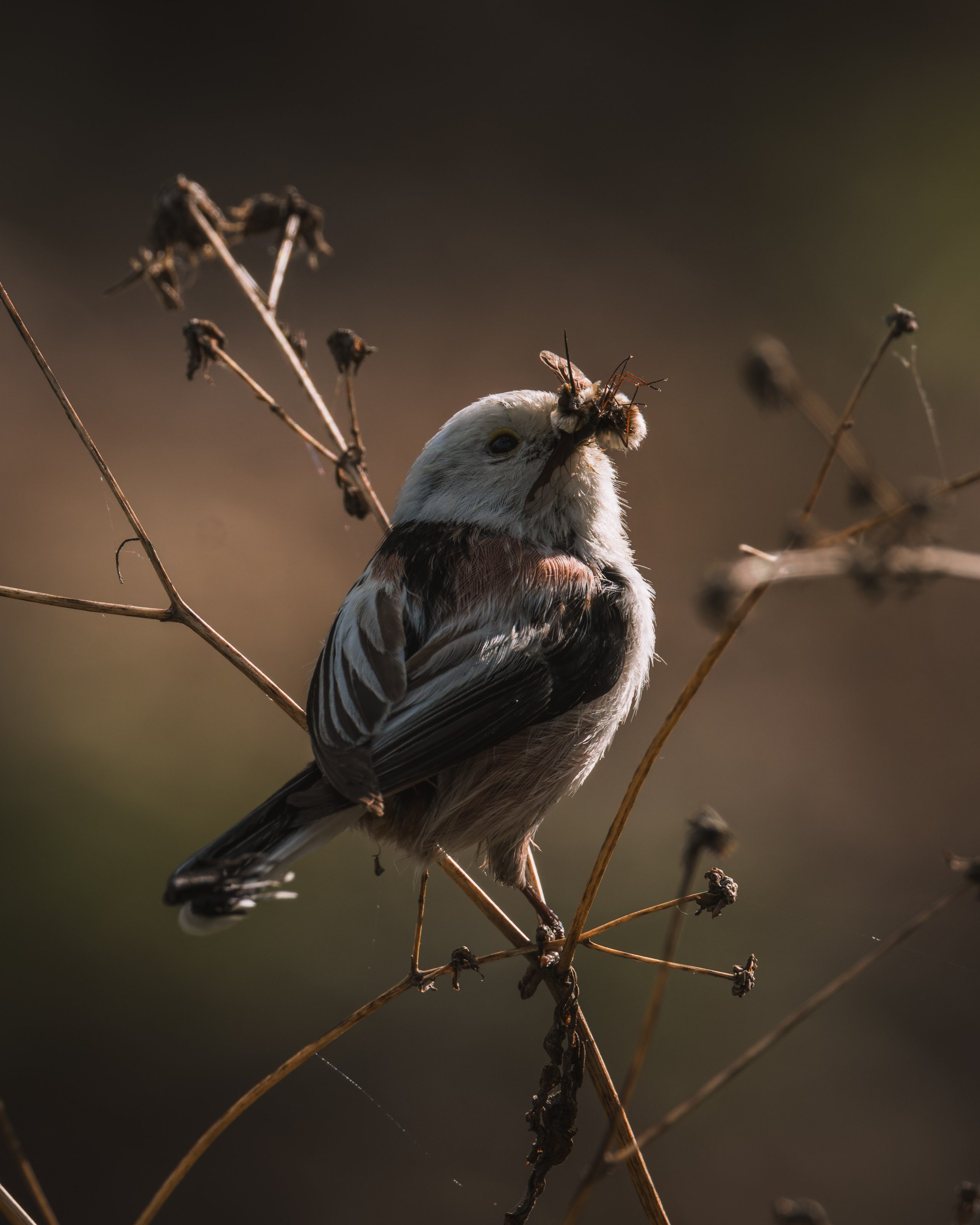 Lipetsk 2025. Anton Chernov | Wildlife photographer