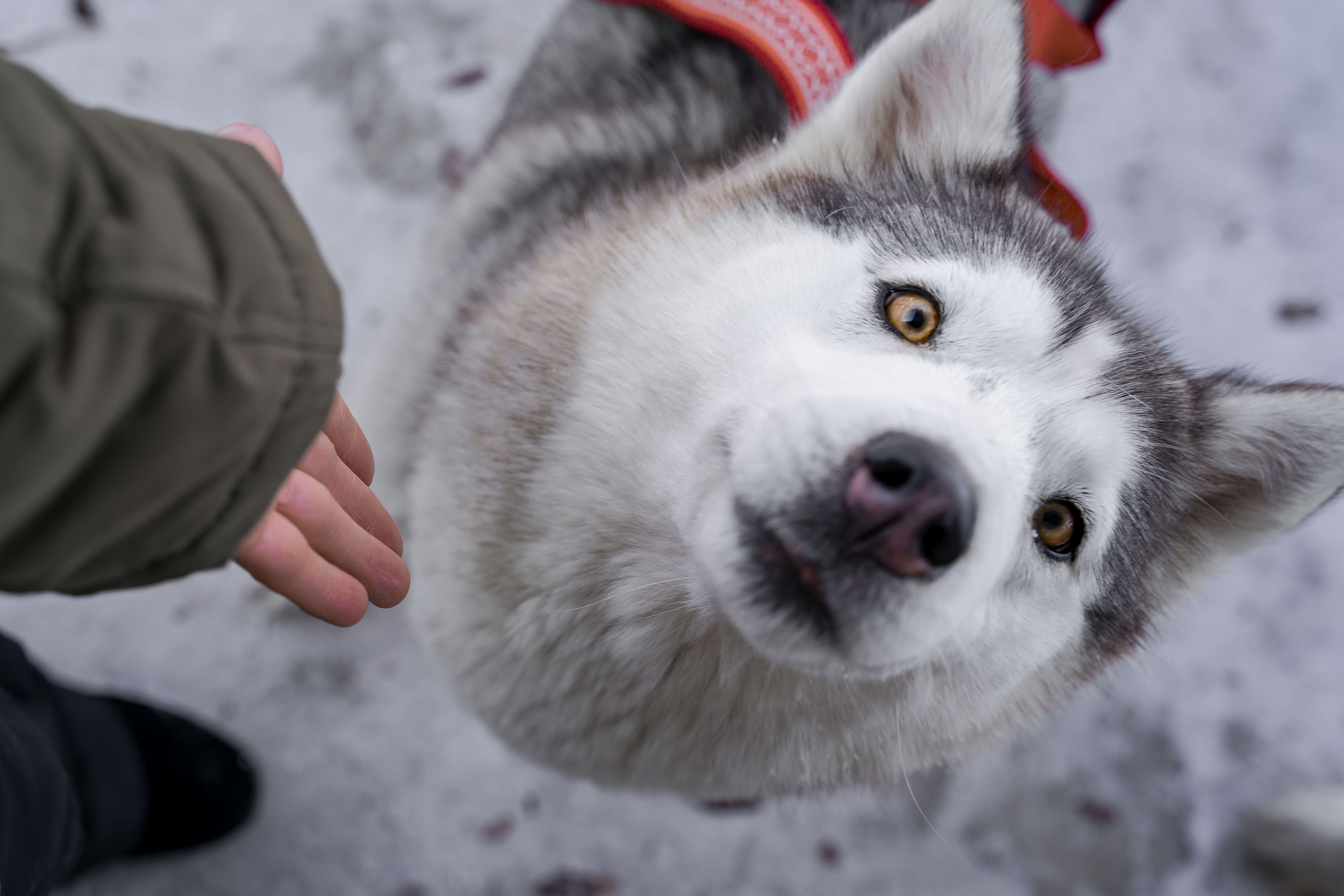 Деревня хаски. Контент-фотограф в Нижнем Новгороде Антошина Ольга