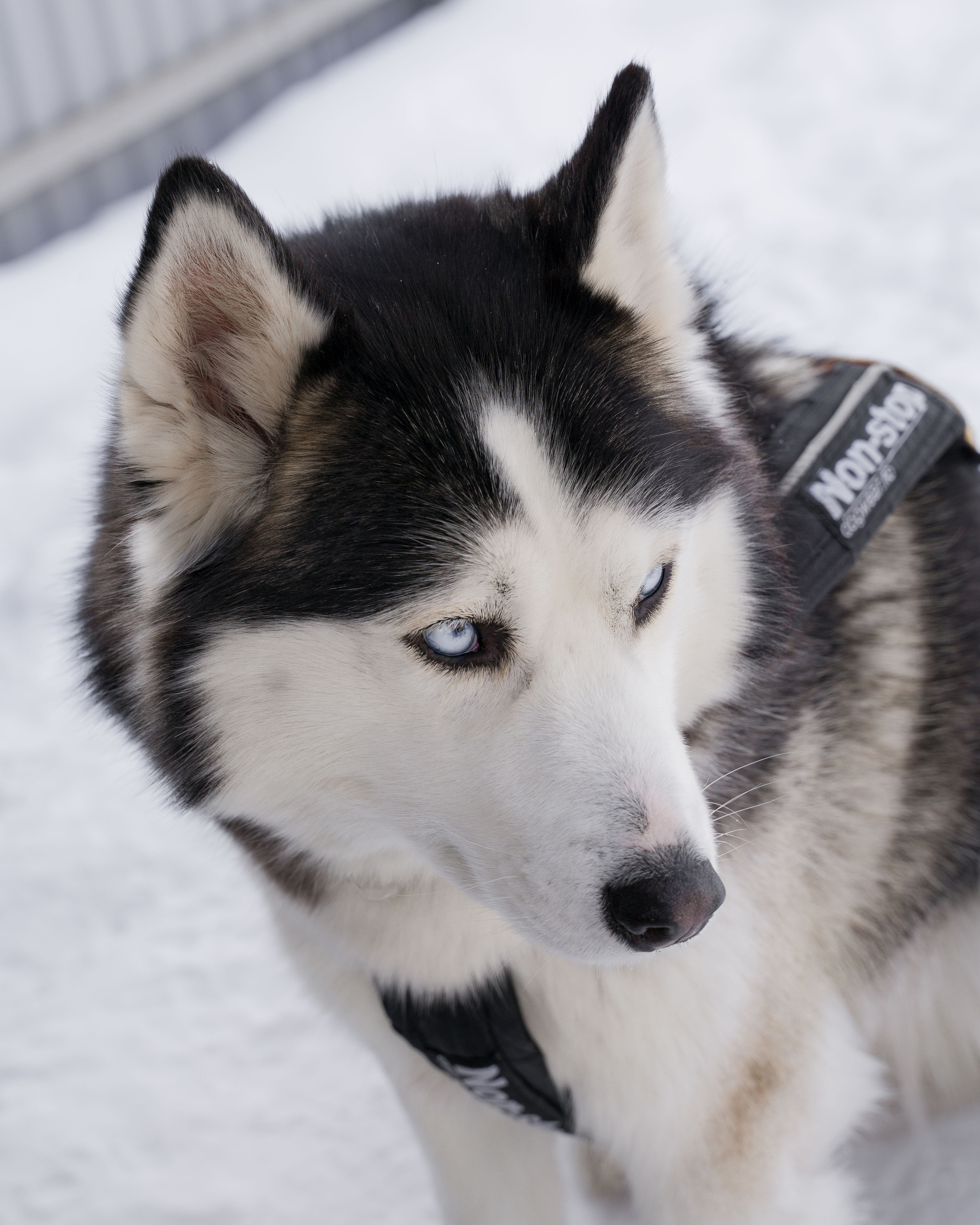 Деревня хаски. Контент-фотограф в Нижнем Новгороде Антошина Ольга