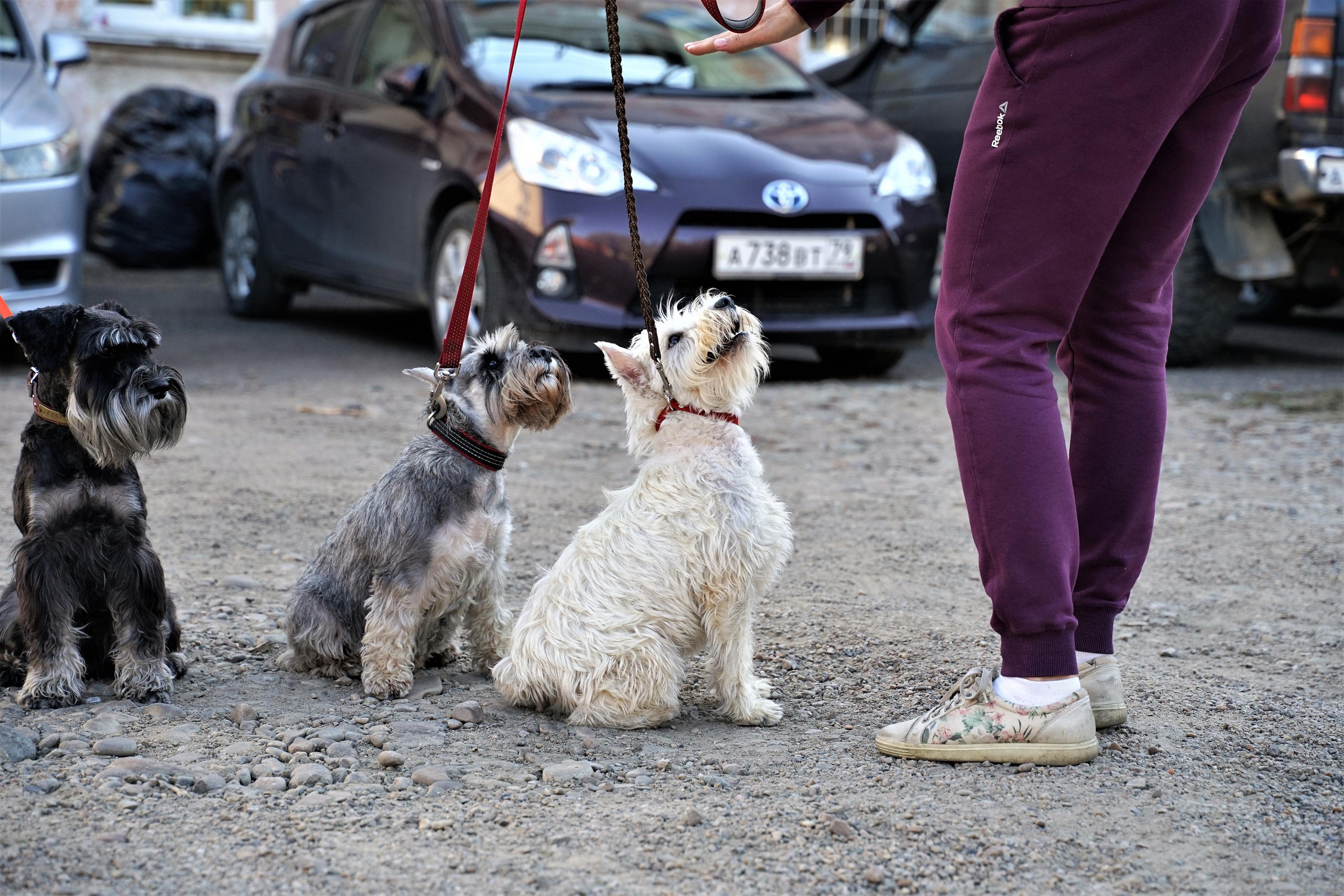 Соревнования по аджилити 26 сент 2021. Контент-фотограф в Нижнем Новгороде Антошина Ольга