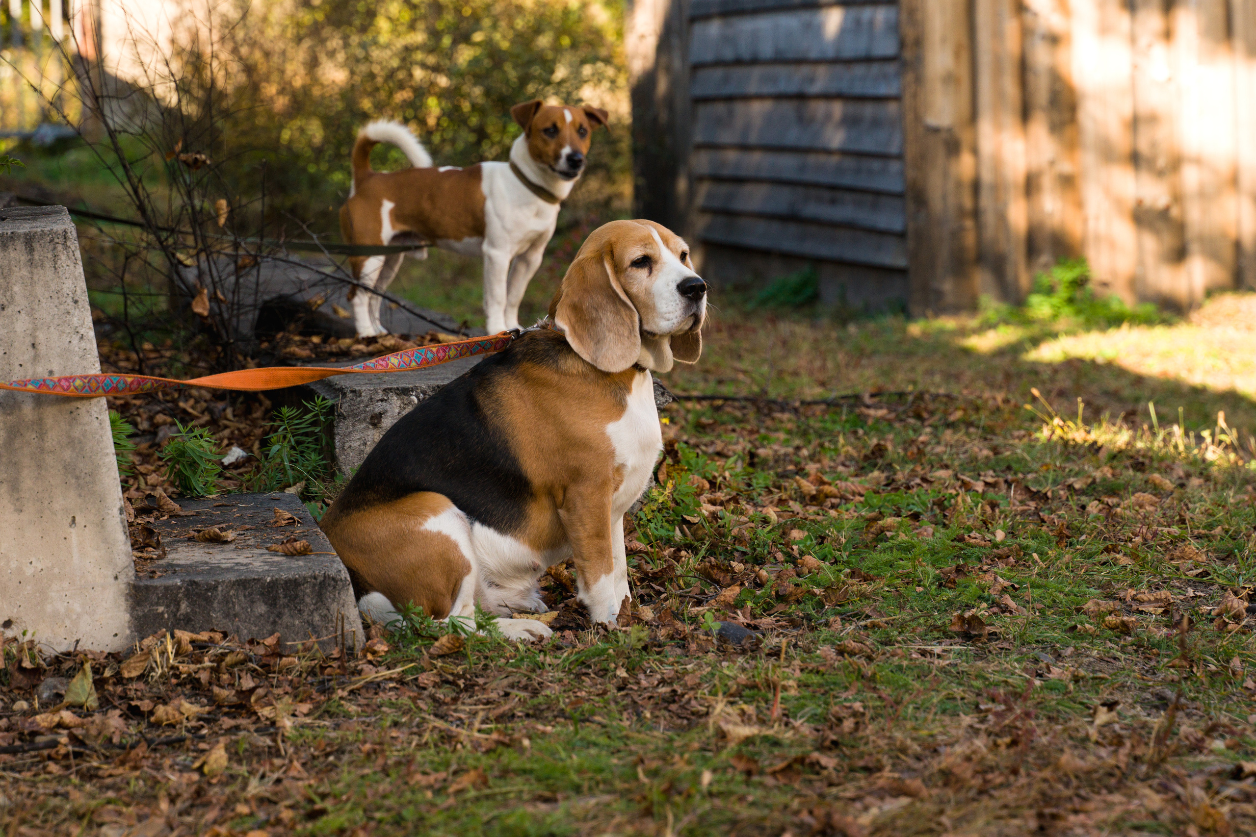Соревнования по аджилити 26 сент 2021. Контент-фотограф в Нижнем Новгороде Антошина Ольга