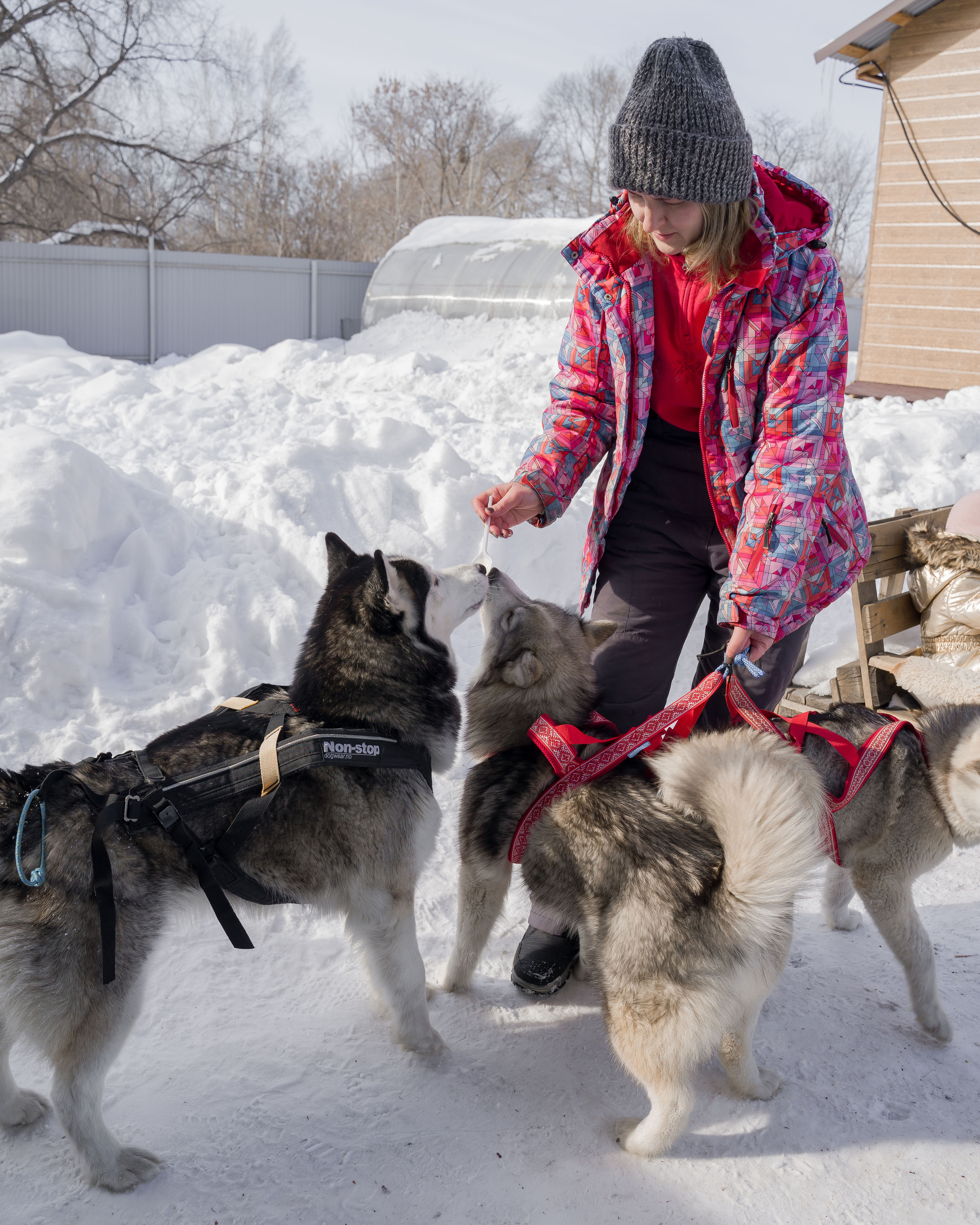 Деревня хаски. Контент-фотограф в Нижнем Новгороде Антошина Ольга