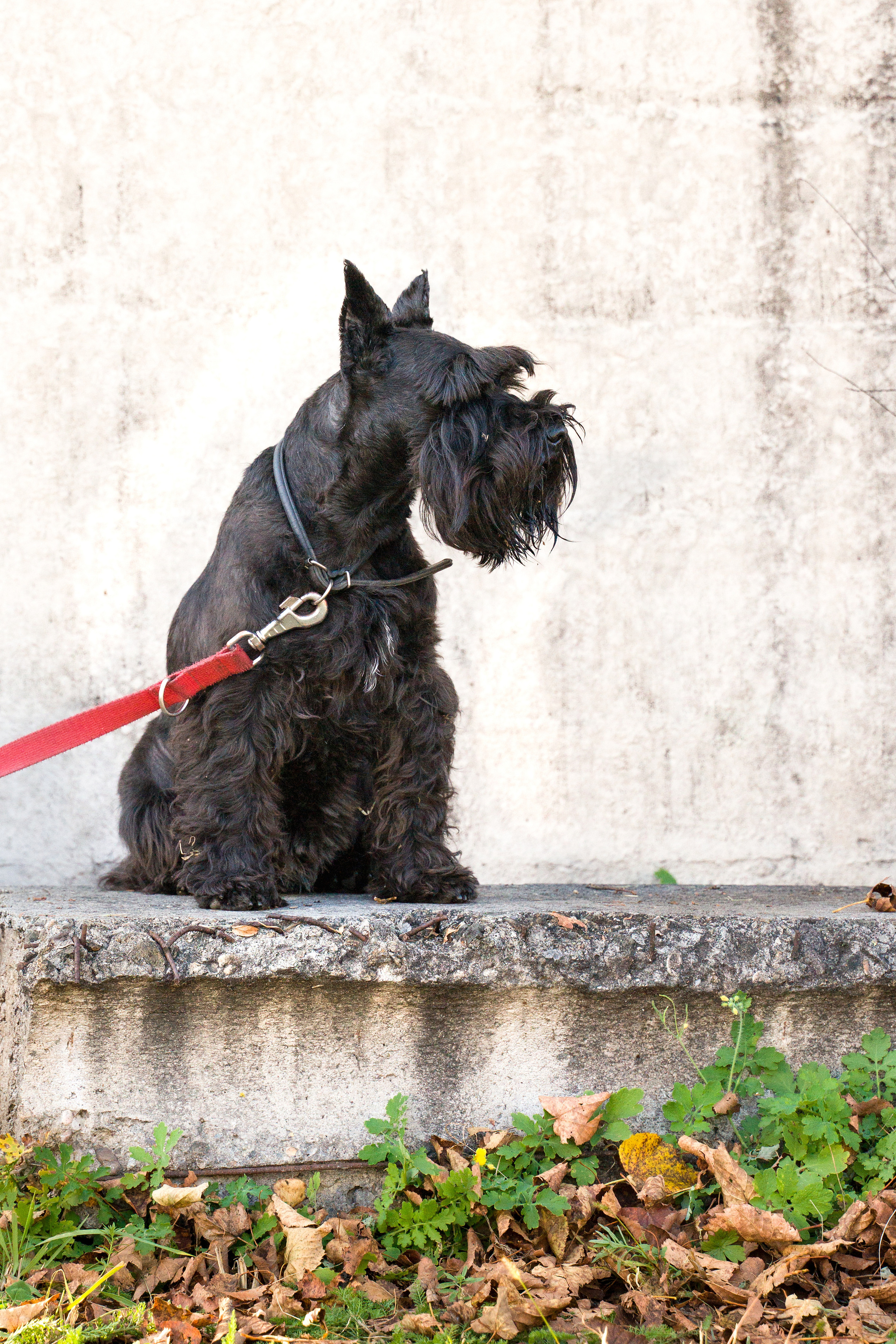 Соревнования по аджилити 26 сент 2021. Контент-фотограф в Нижнем Новгороде Антошина Ольга