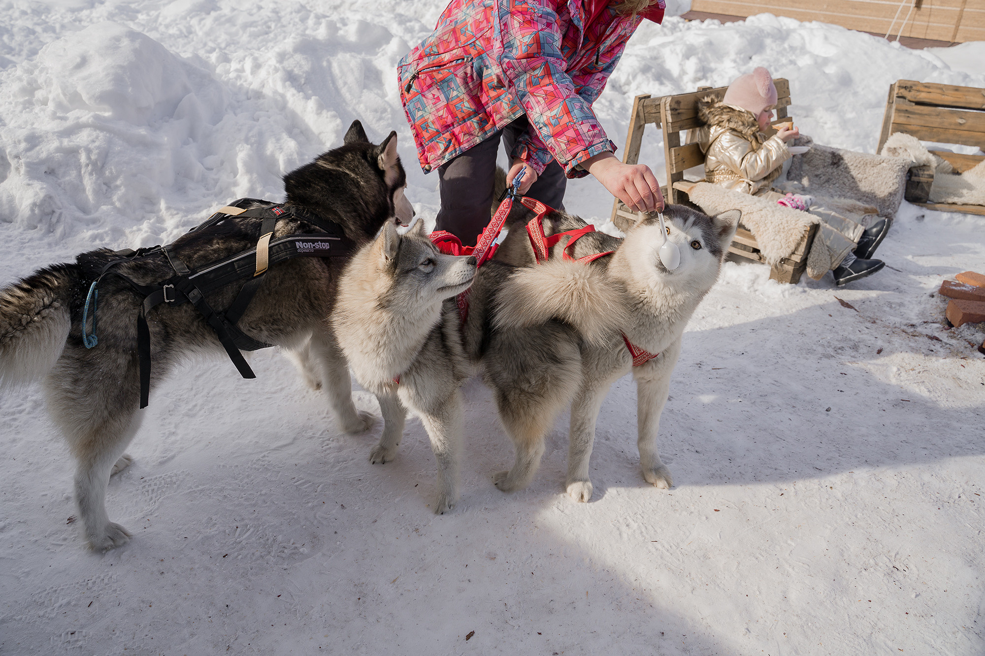 Деревня хаски. Контент-фотограф в Нижнем Новгороде Антошина Ольга