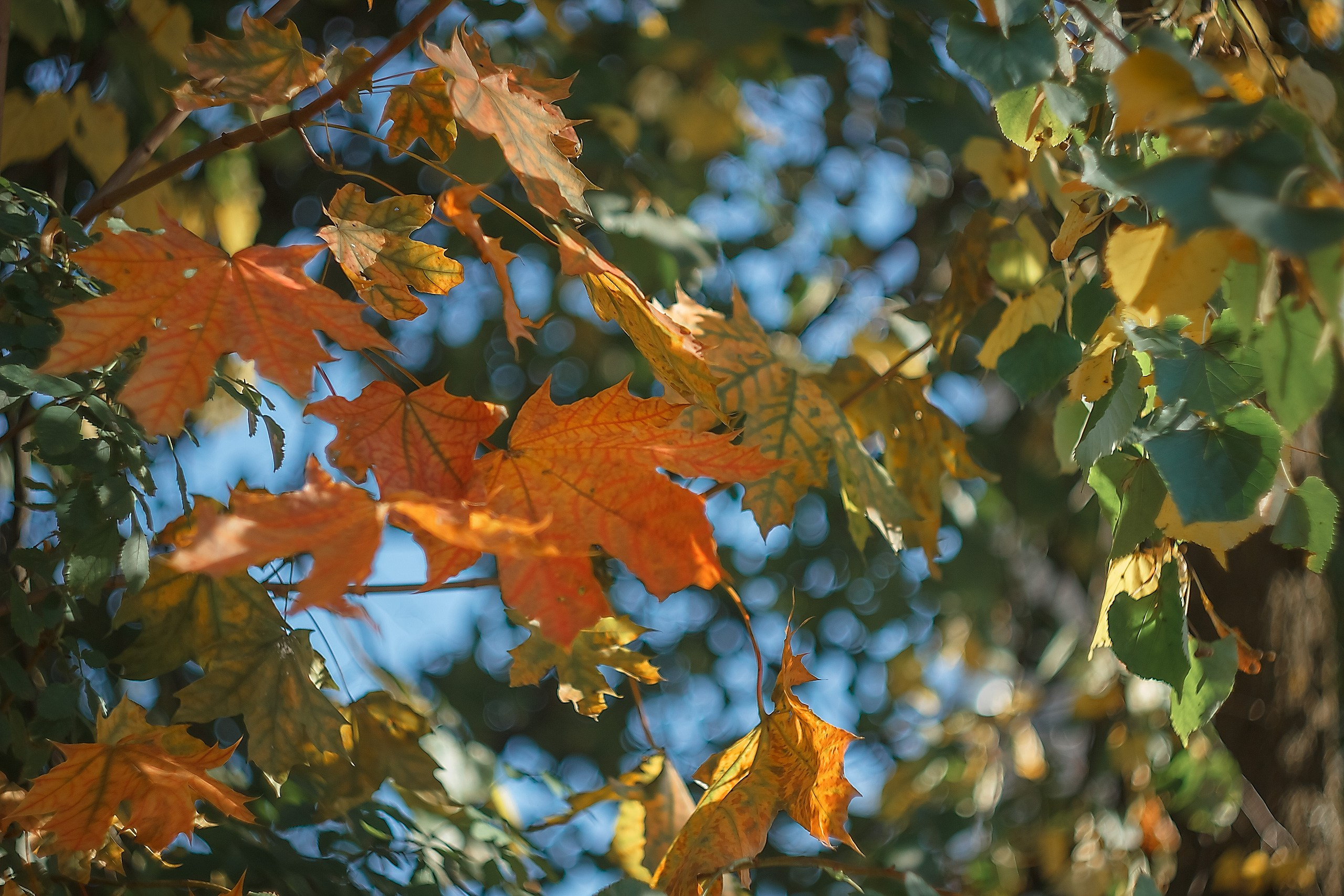 Великое в Малом. Аmat Victoria Сuram