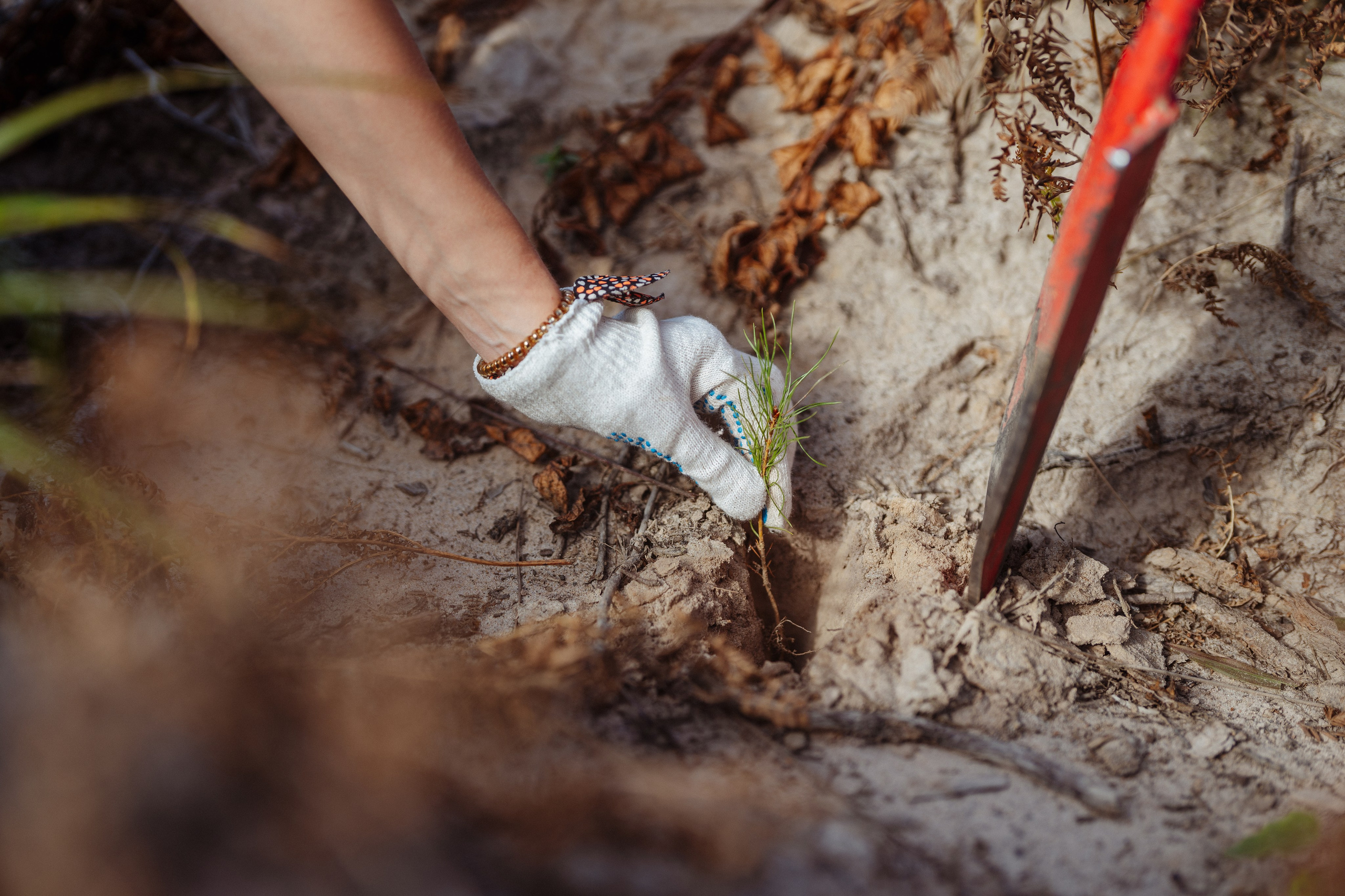 СБЕР · ЭКА · Посадка сеянцев. Владимир Вершинин, тот самый свадебный видеограф