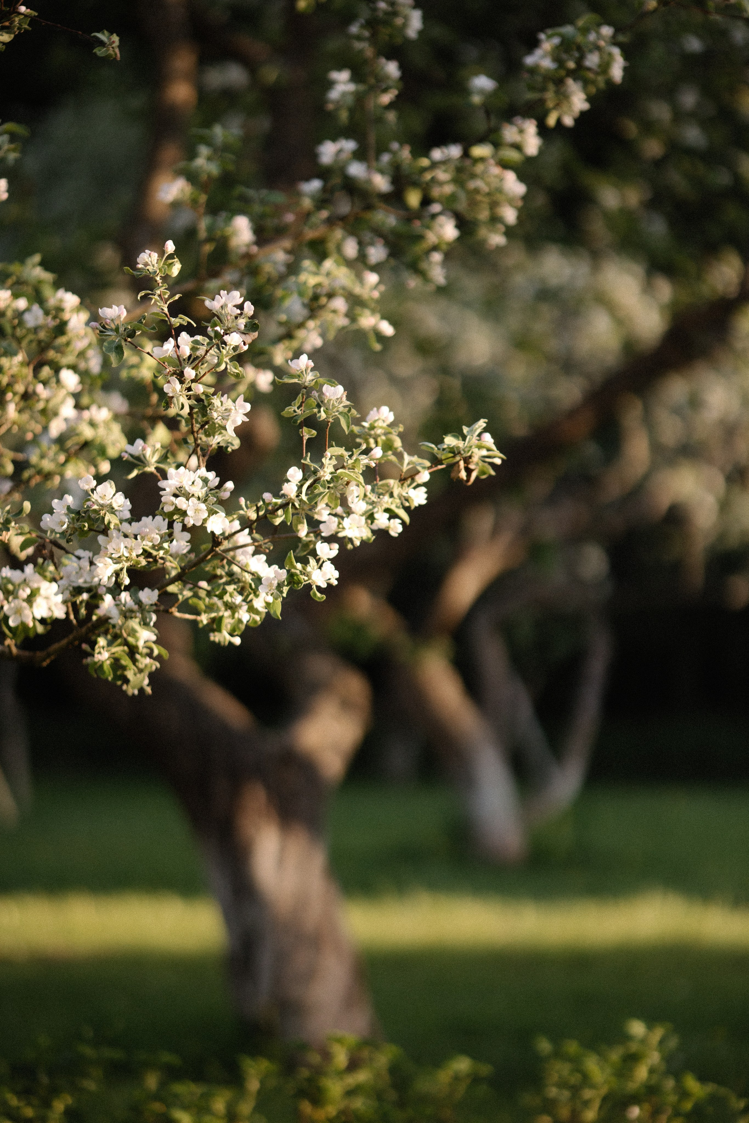 Виктория. Контент фотограф в Санкт-Петербурге Елена Кегель
