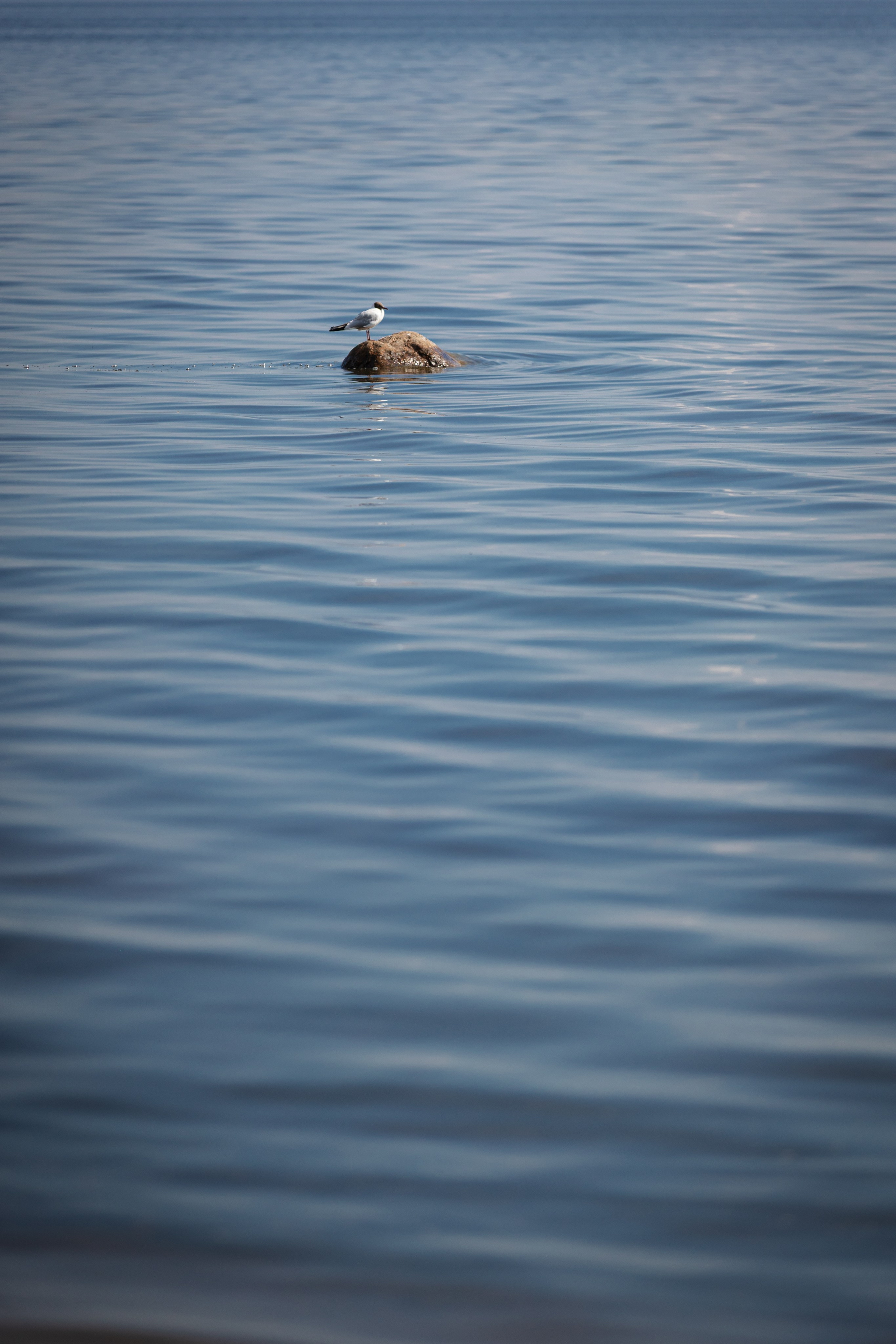 Александра и Артемий. Ваш фотограф — Александра Андрущенко