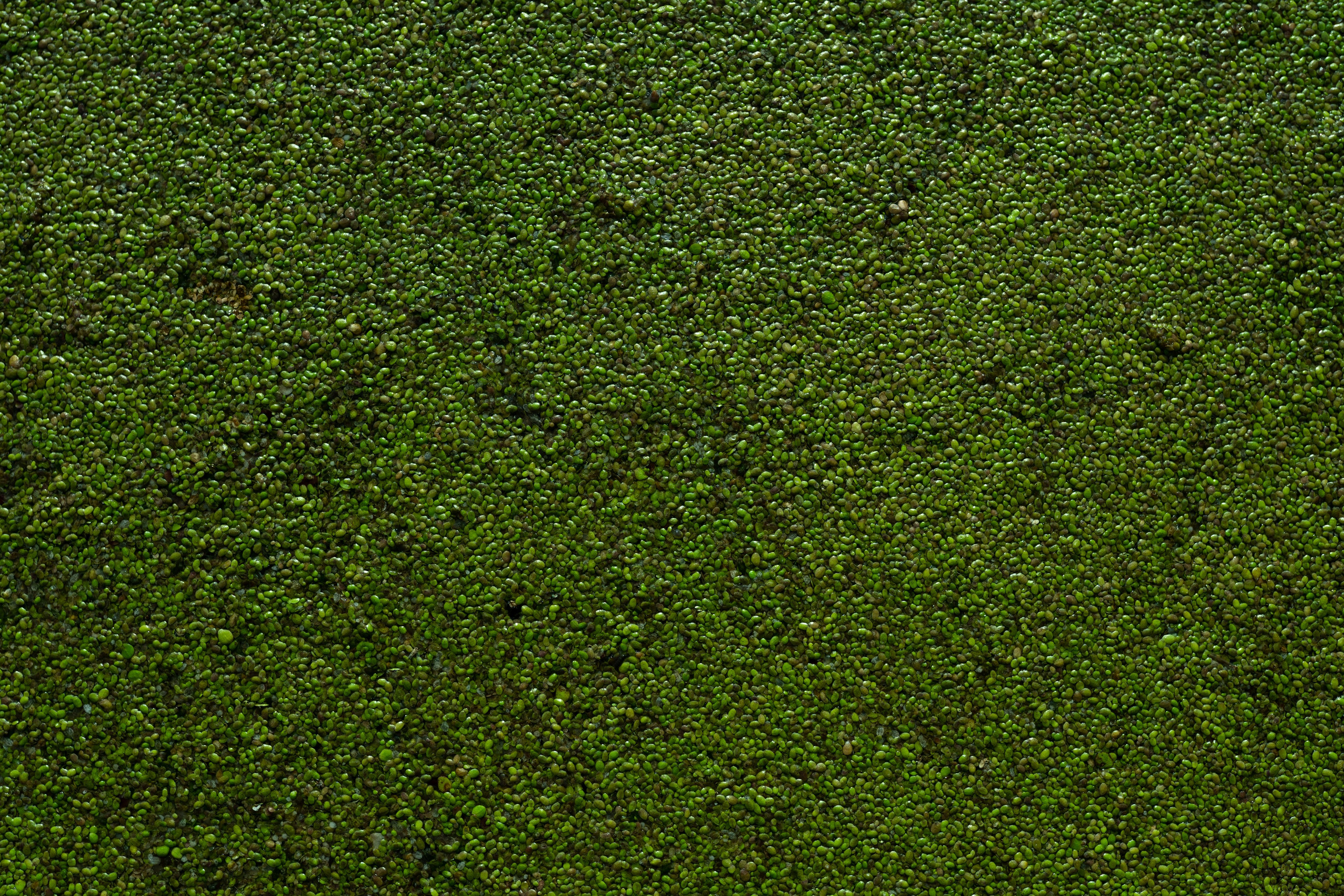 ЦВЕТНЫЕ ФОТОГРАФИИ. Никита Аничкин фото и видео оператор из России